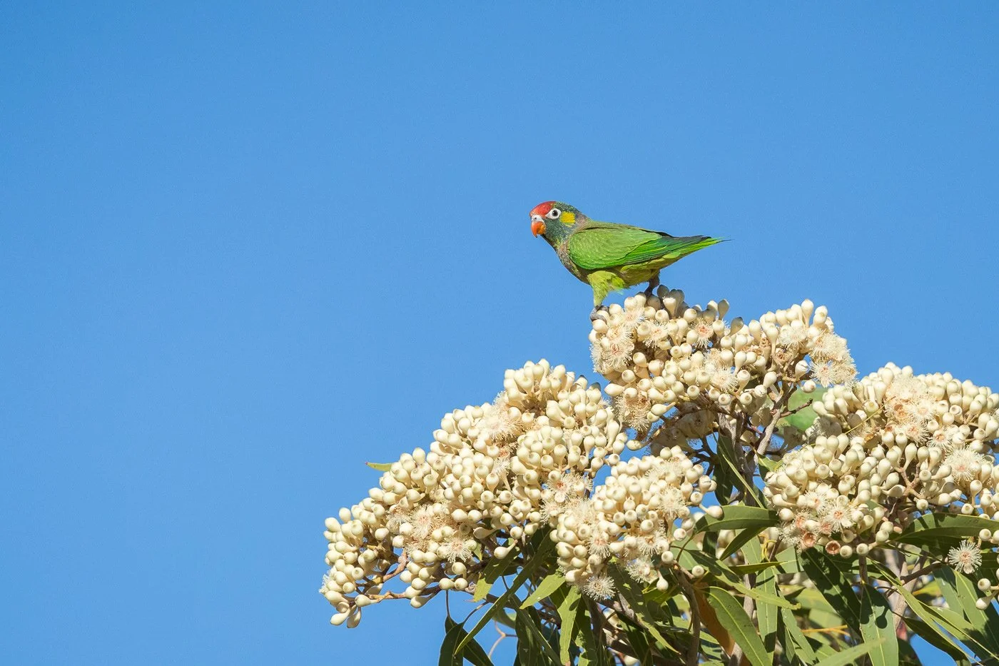 Varied Lorikeet_David Stowe_DSP_3213.jpg