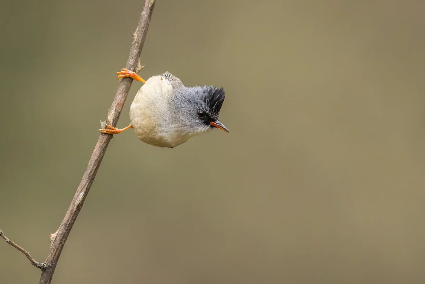 Black-chinned Yuhina_David Stowe__R5_6762.jpg