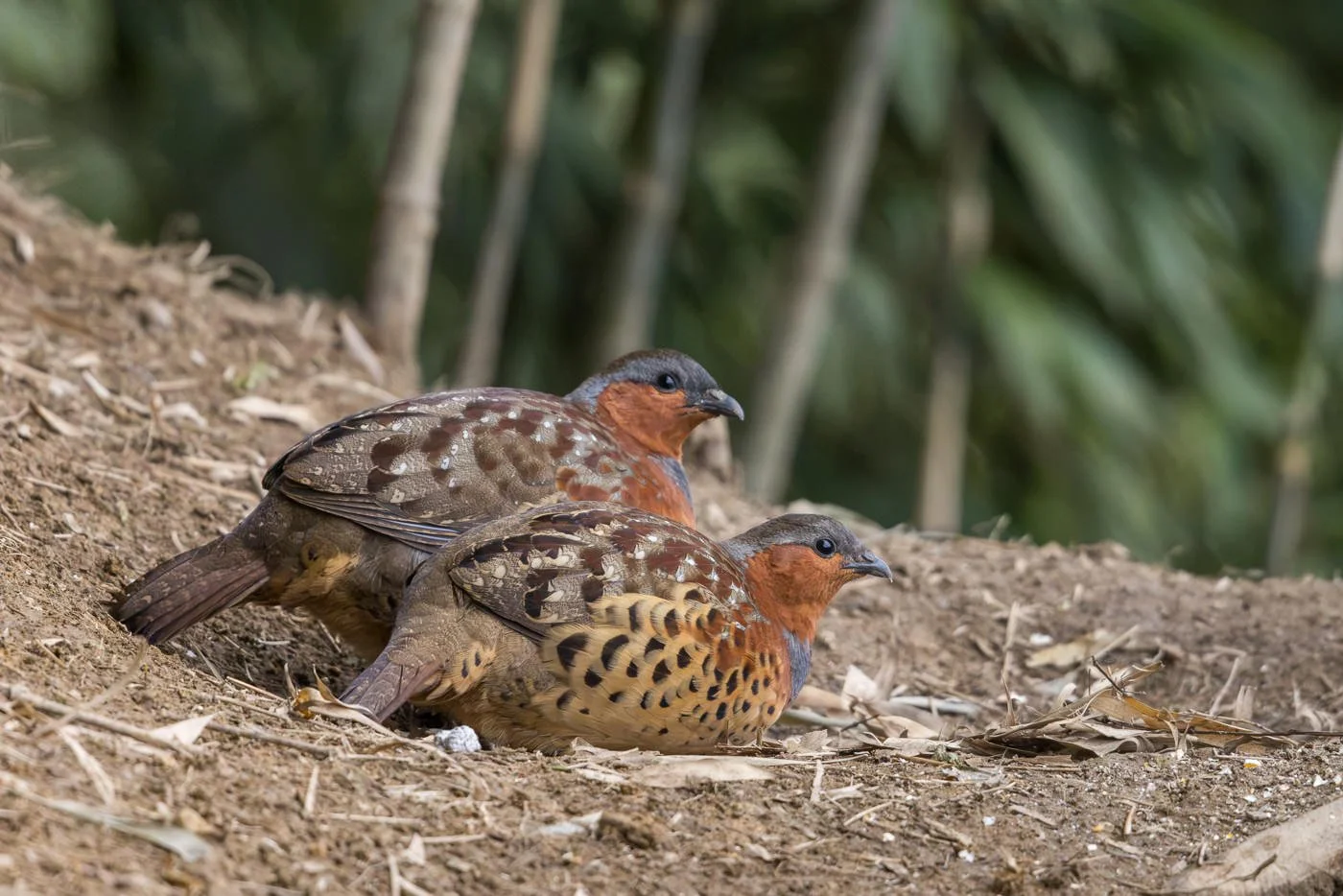 Chinese Bamboo-Partridge_David Stowe__R5_6498.jpg