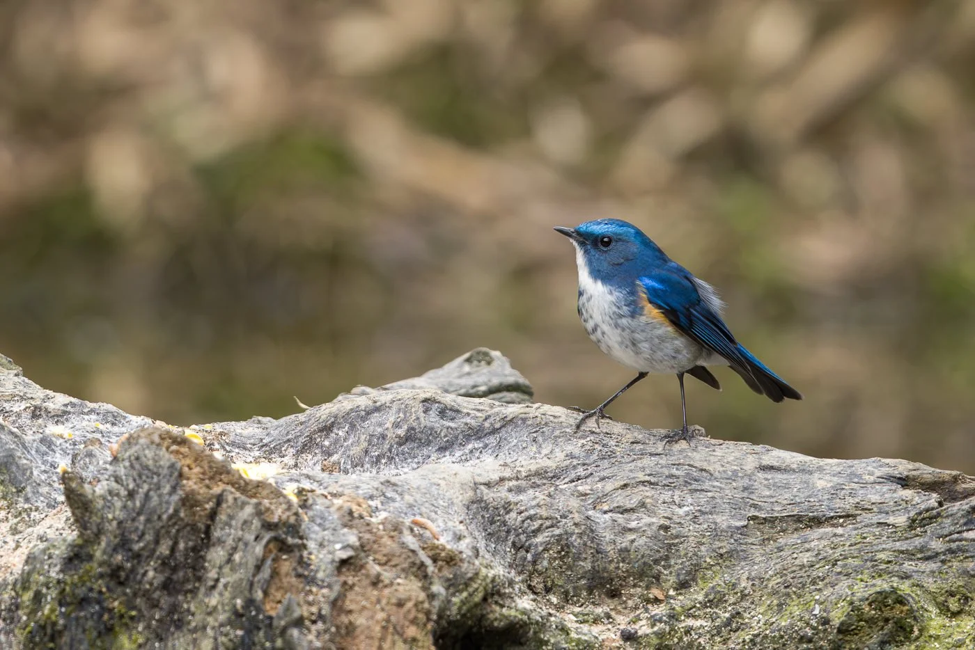 Himalayan Bluetail_David Stowe__R5_4630.jpg
