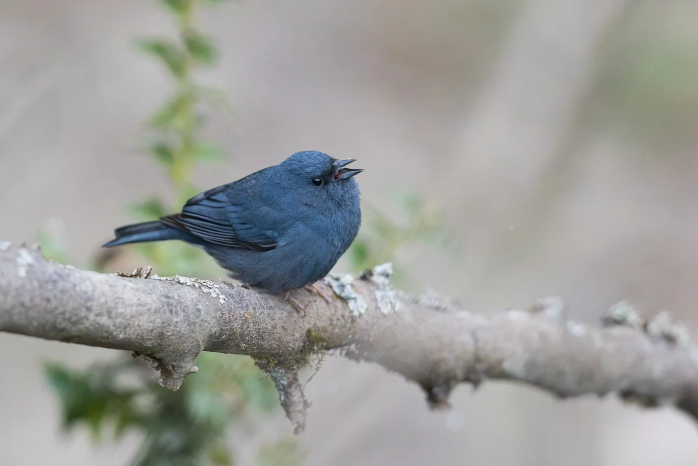 Slaty Bunting_David Stowe__R5_5132.jpg