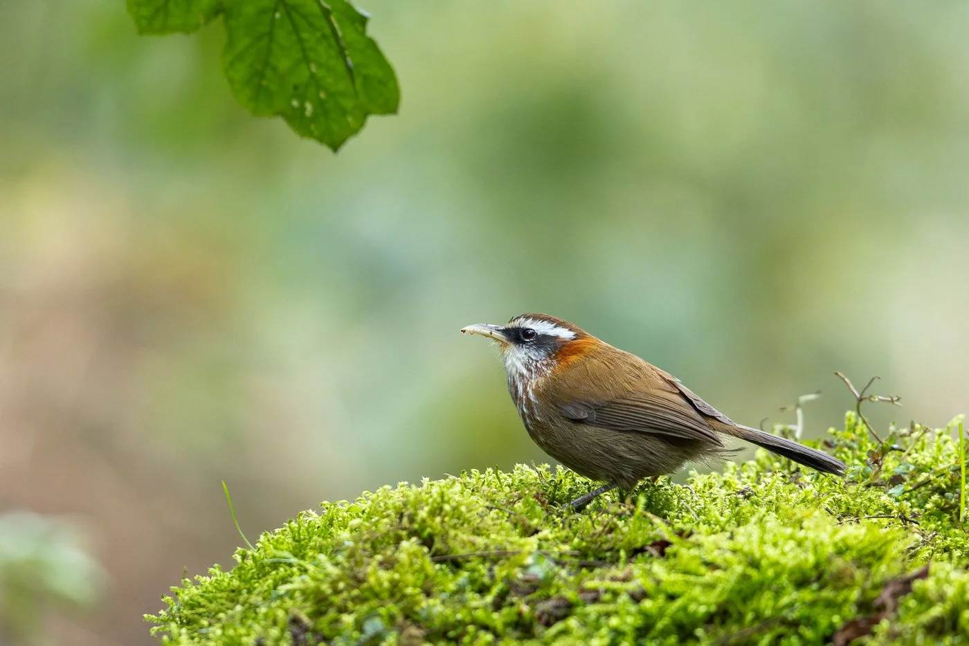 Streak-breasted Scimitar-Babbler_David Stowe__R5_5863.jpg