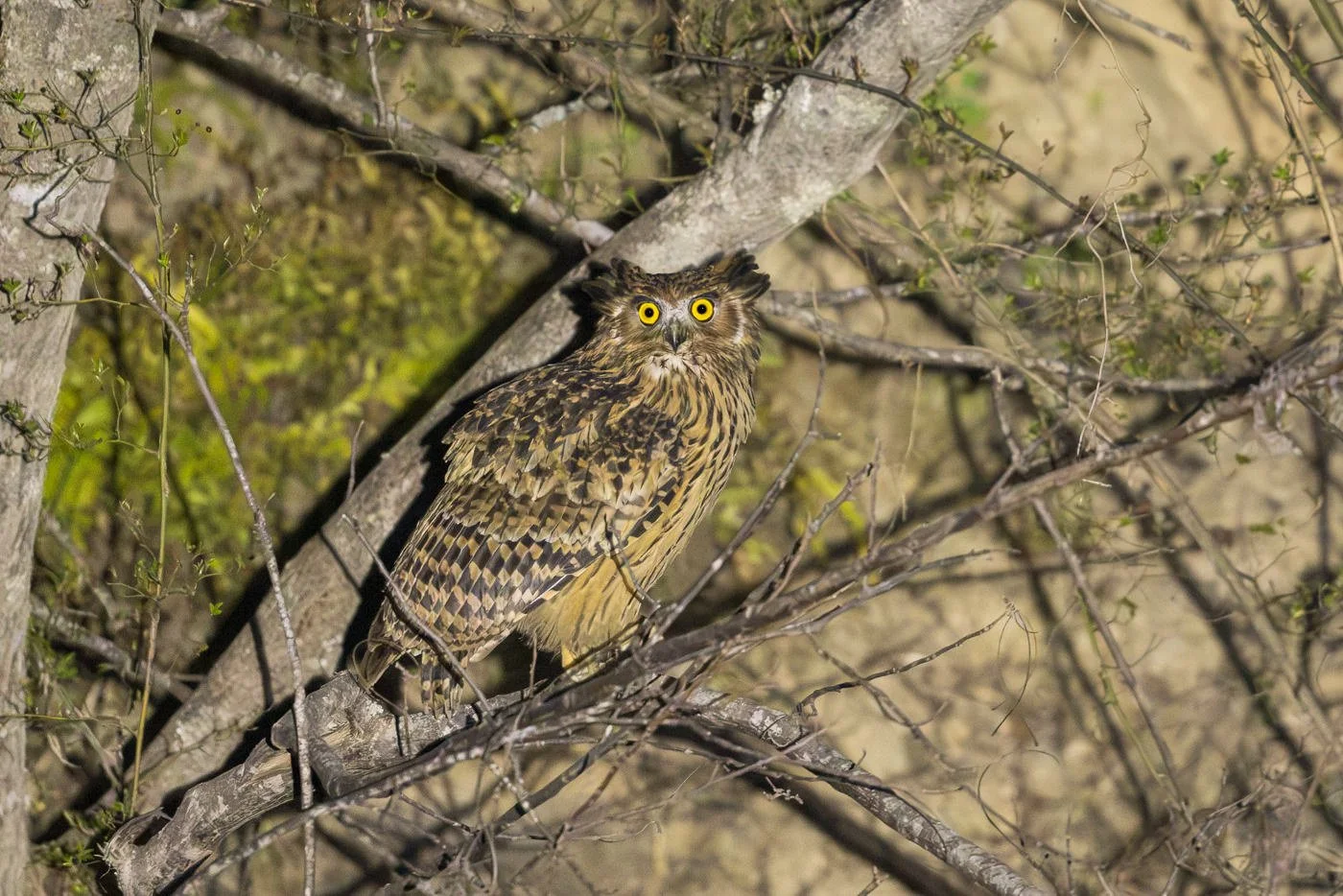 Tawny Fish-Owl_David Stowe__R5_4602.jpg
