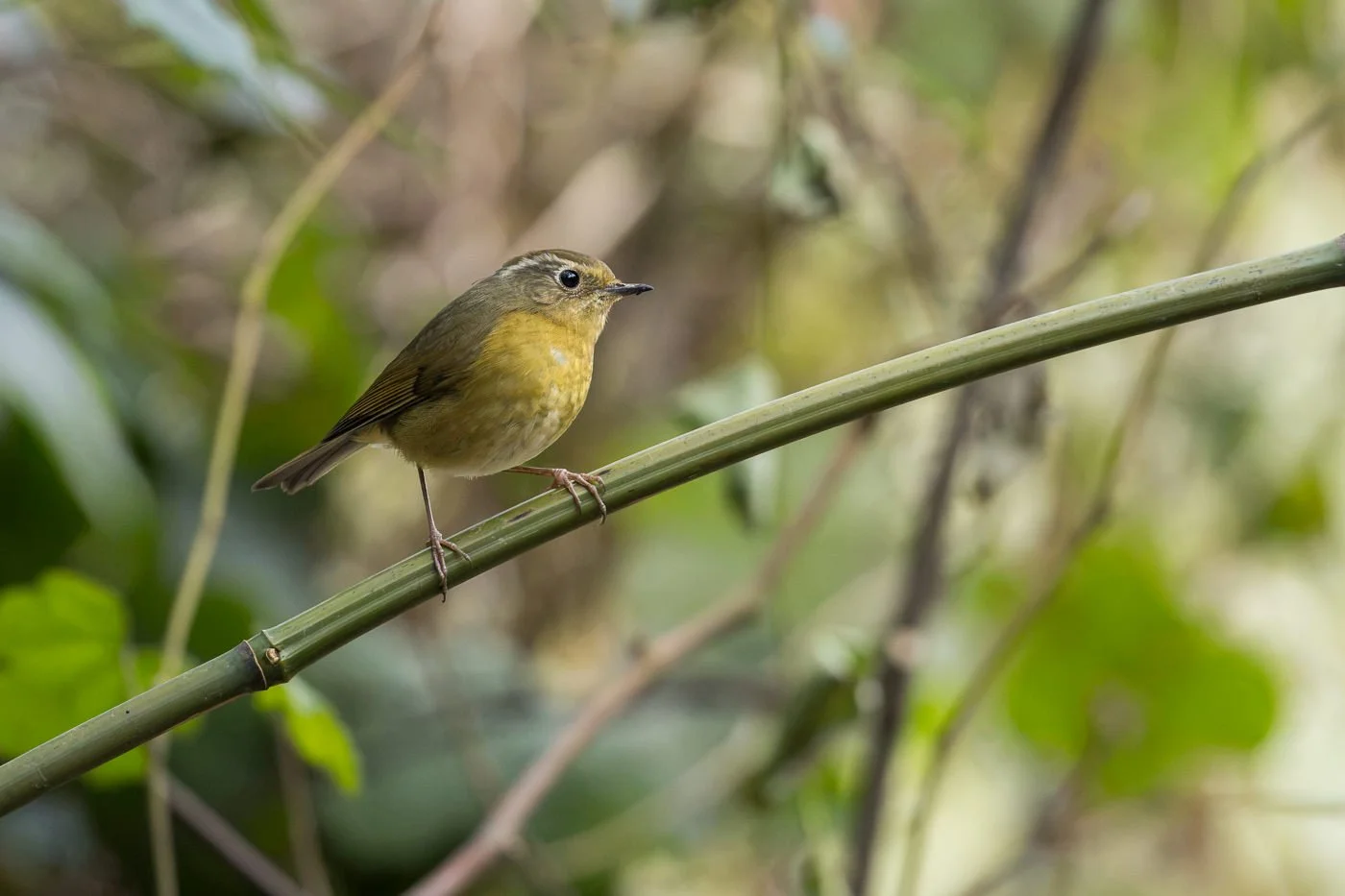 White-browed Bush-Robin_David Stowe__R5_6050.jpg