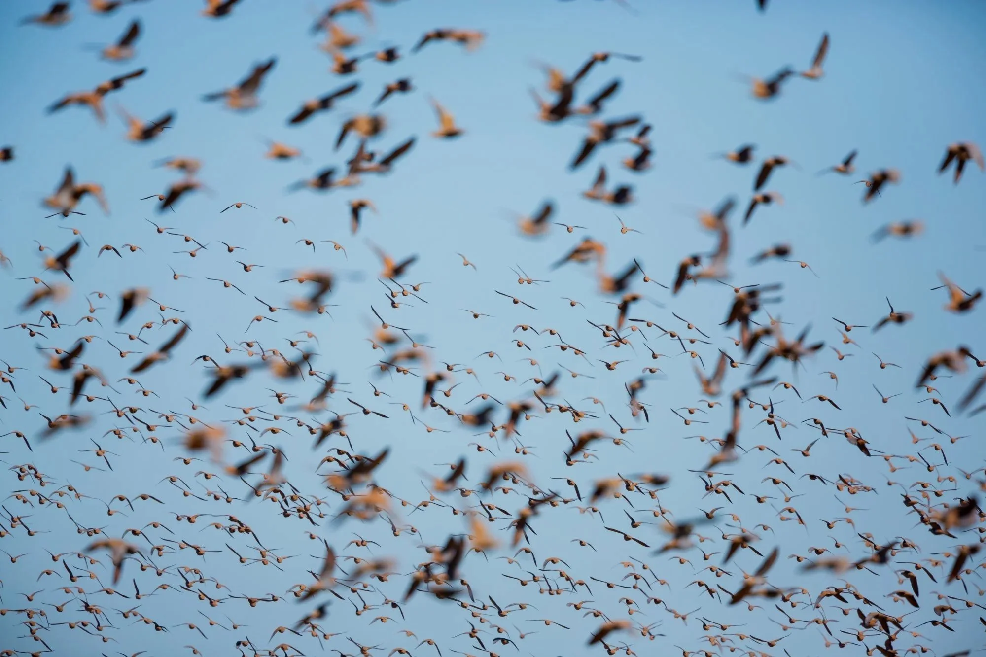 Flock Bronzewing_David Stowe__W8A1792.jpg