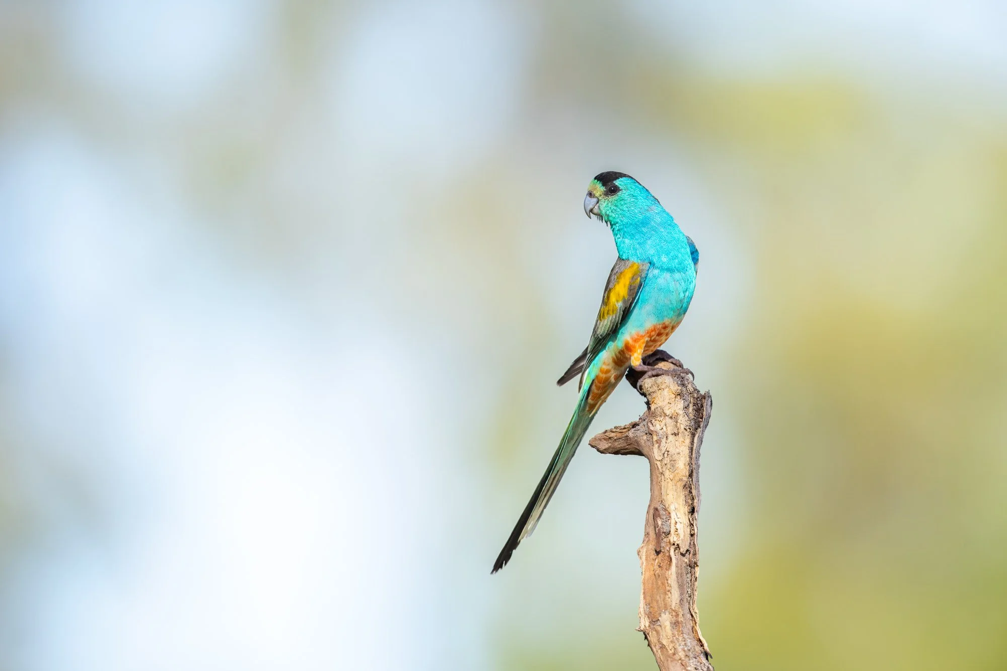 Golden-shouldered Parrot_David Stowe__5B_0598.jpg