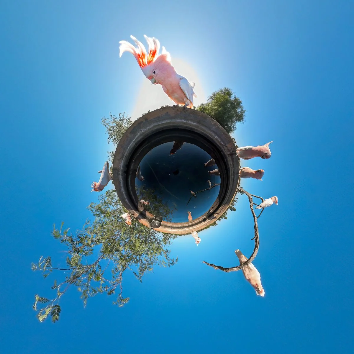 Pink Cockatoos sit on a water tank, photographed with a 360 degree camera from inside the water, giving a tiny planet look