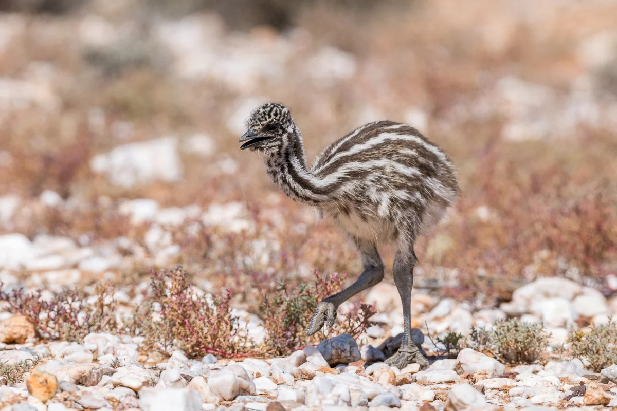 Emu-_Z0A2171.jpg