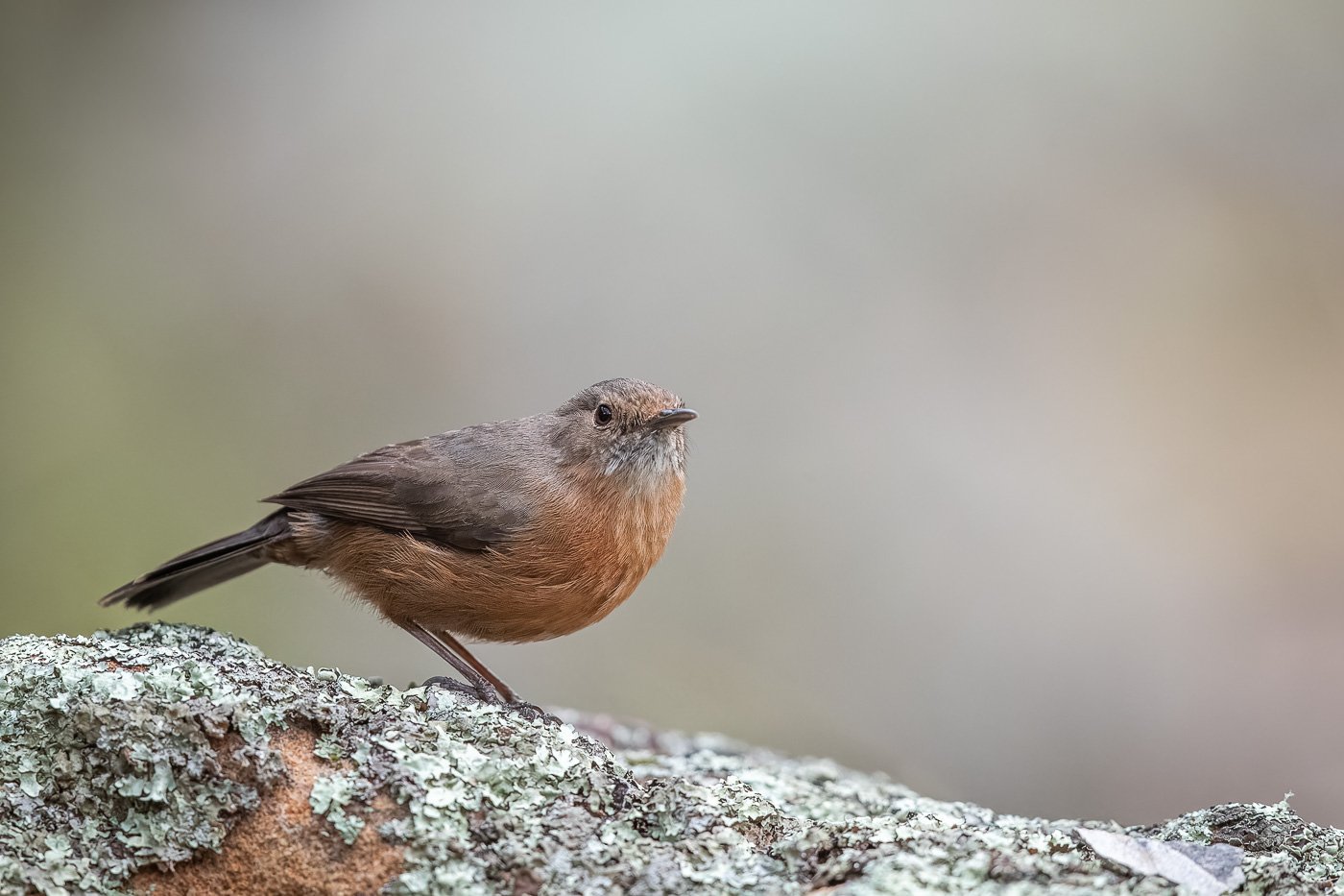 Capertee Valley Bird Photography — FLOCK wildlife - Bird & Wildlife ...