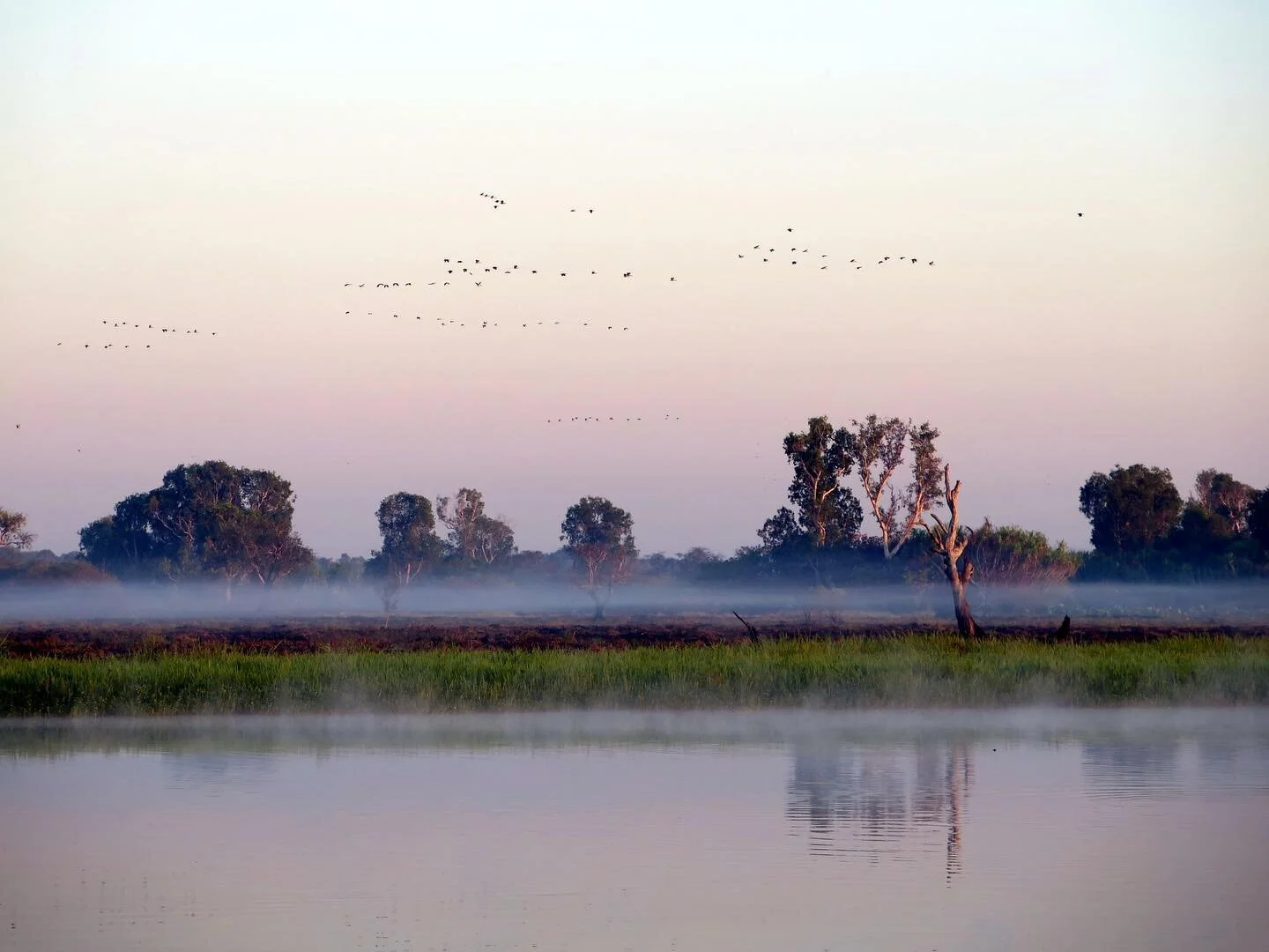 Morning birds in flight
Yellow Water, Kakadu, 2015. 
#sunrise #amanecer #yellowwatercruise #yellowwaterkakadu #kakadu #kakadunationalpark #northernterritory #northernterritoryaustralia #northernterritorytourism #topend #topendnt #tourismnt #austral