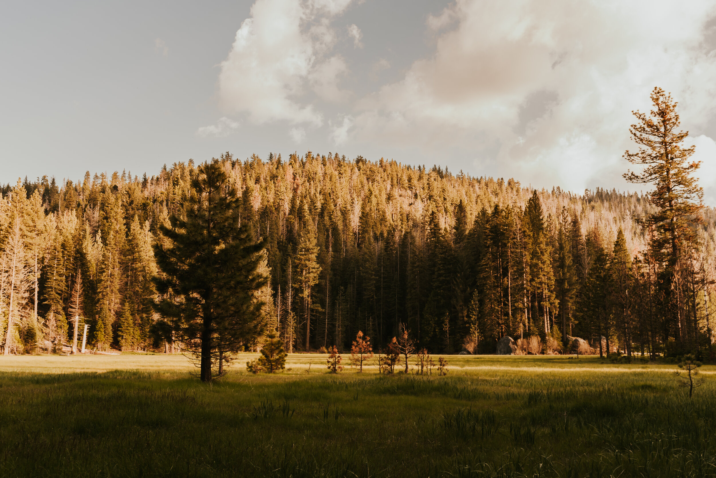 Sequoia National Park Elopement | California Elopement Photographer | Sequoia and Kings Canyon National Park | Adventure Elopement | National Park Wedding