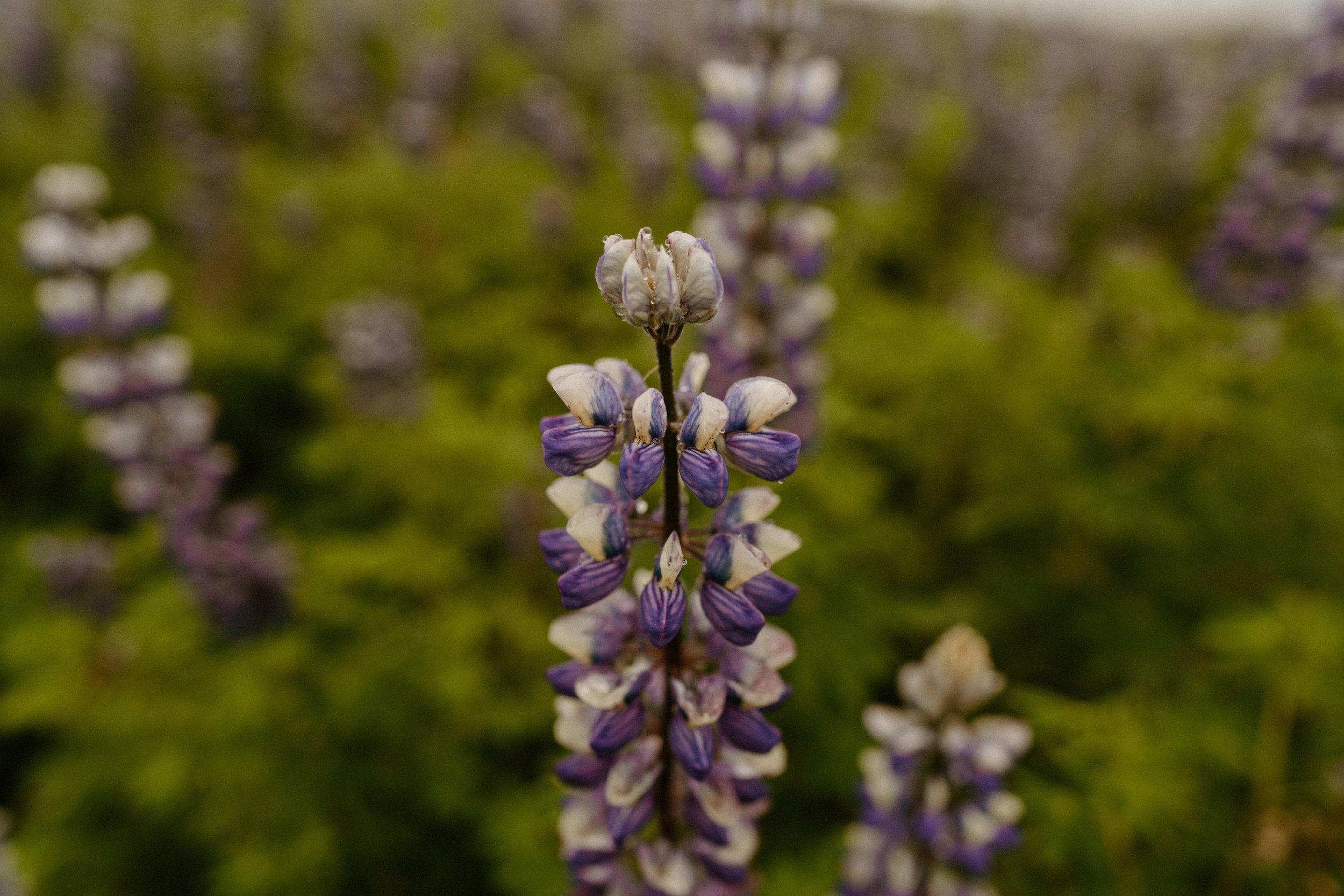 A week in Iceland - travel itinerary and guide by an Iceland elopement photographer - iceland lupine field in the summer