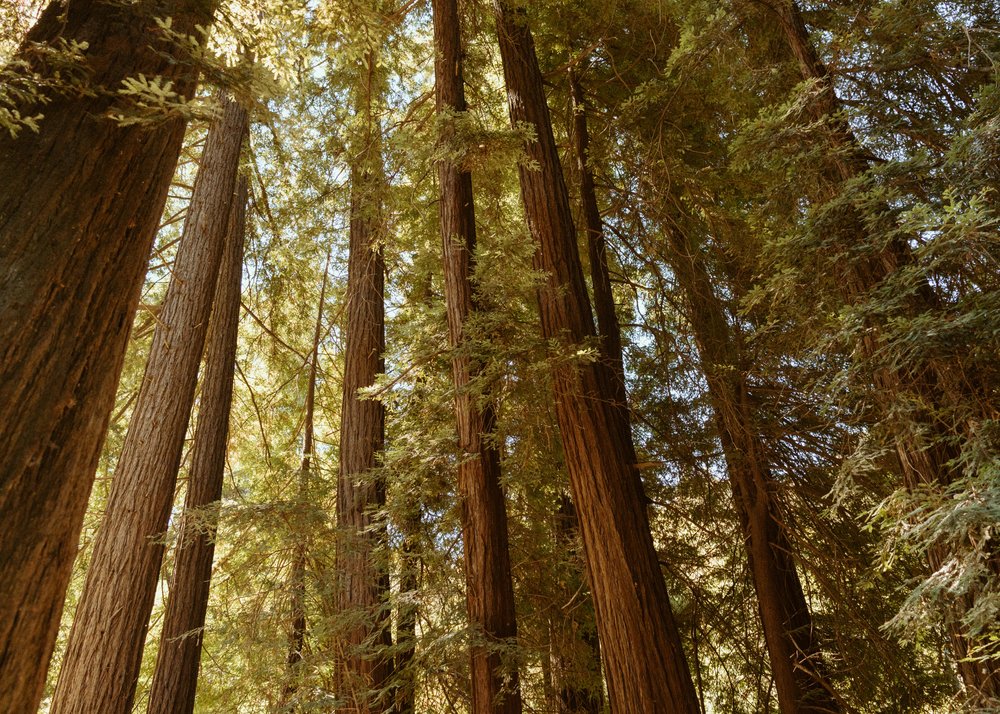 Redwood Trees at Glen Oaks Big Sur