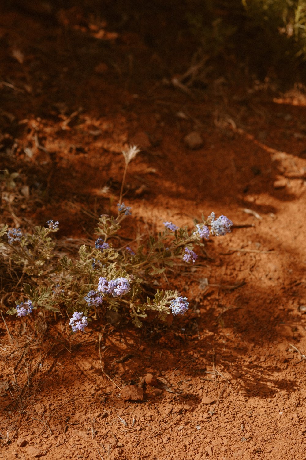 gabby-mike-sedona-elopement-carrie-rogers-photography-204.jpg