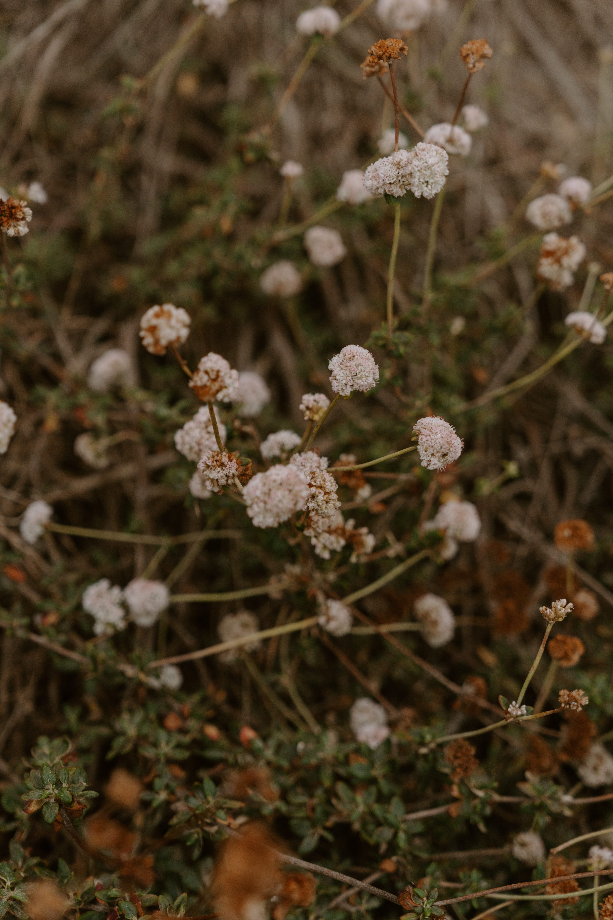 s-p-big-sur-elopement-carrie-rogers-photography-369.jpg