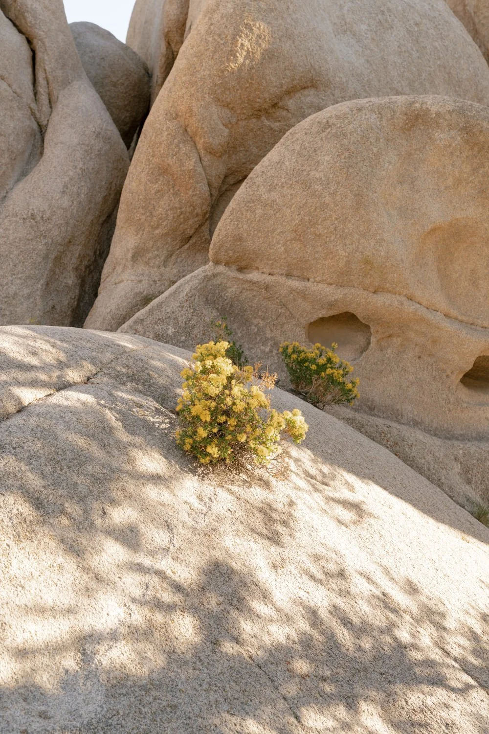 a-n-joshua-tree-elopement-carrie-rogers-photography-154.jpg