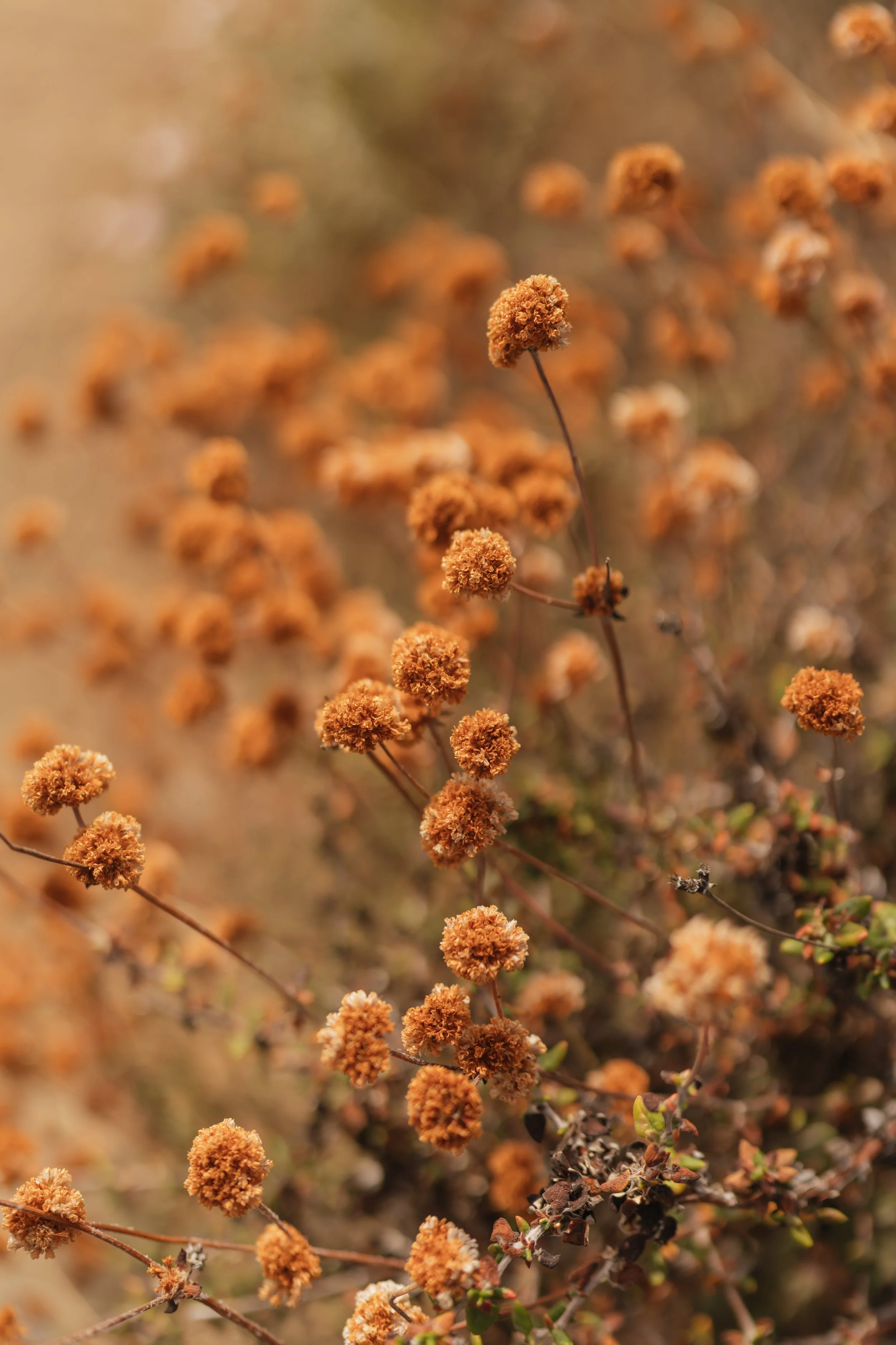 Big Sur engagement photos
