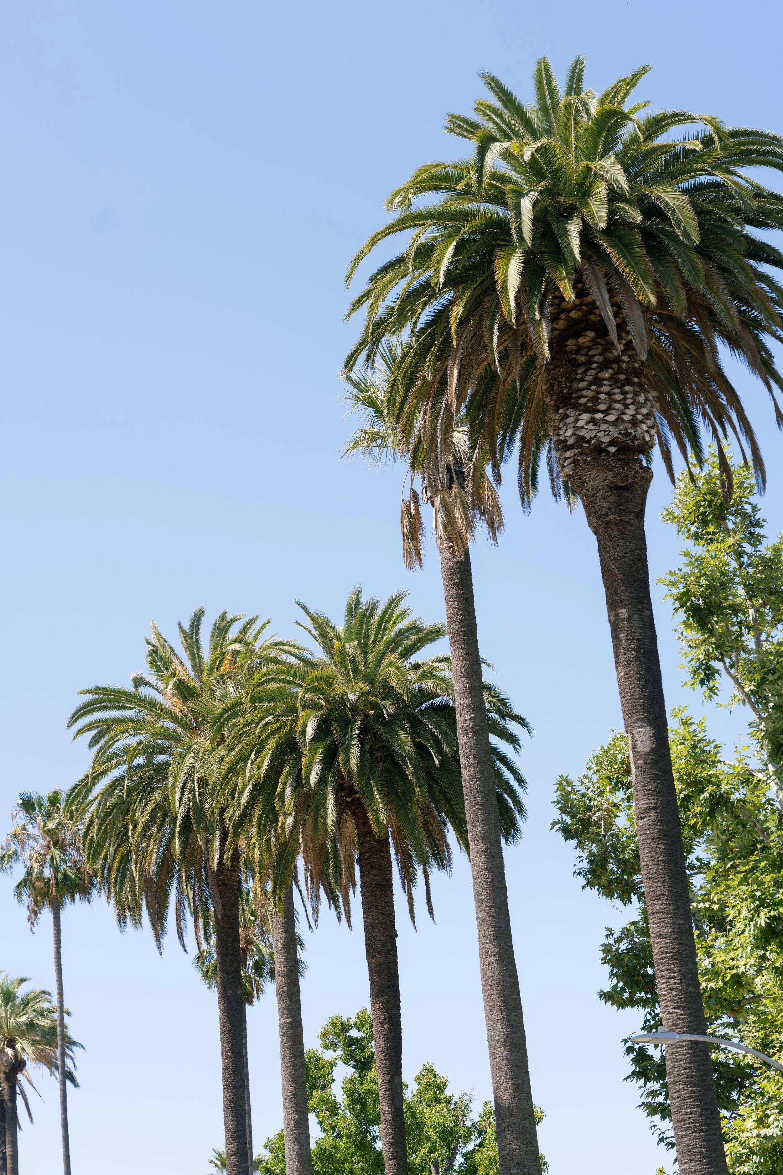 kathryn-ray-los-angeles-elopement-carrie-rogers-photography-165.jpg