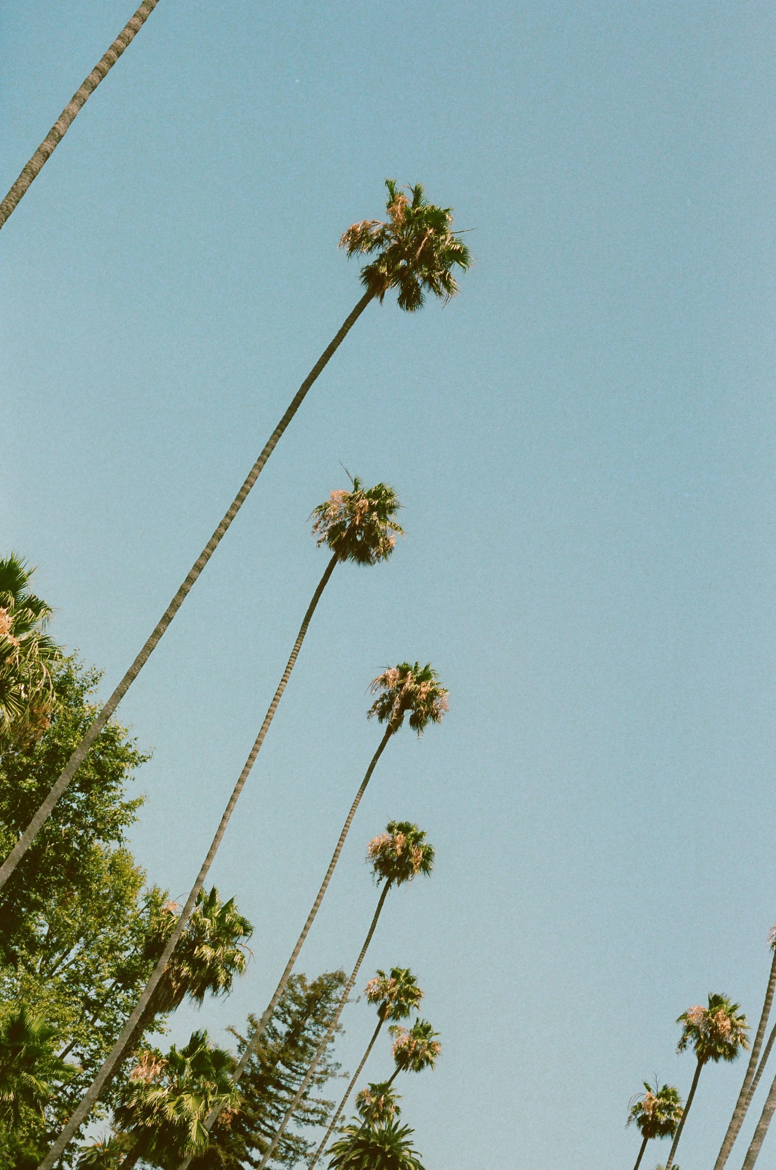 Beverly Hills Elopement Film Photography