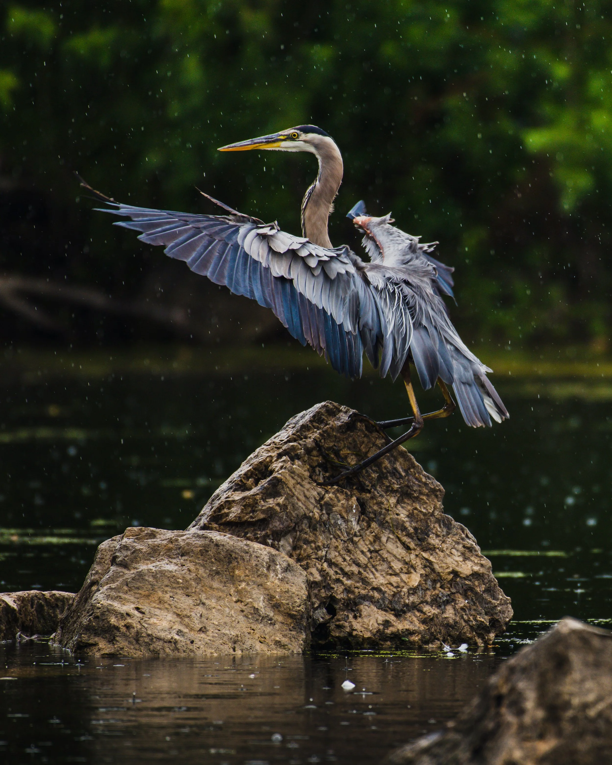 Animal Medicine - Blue Heron