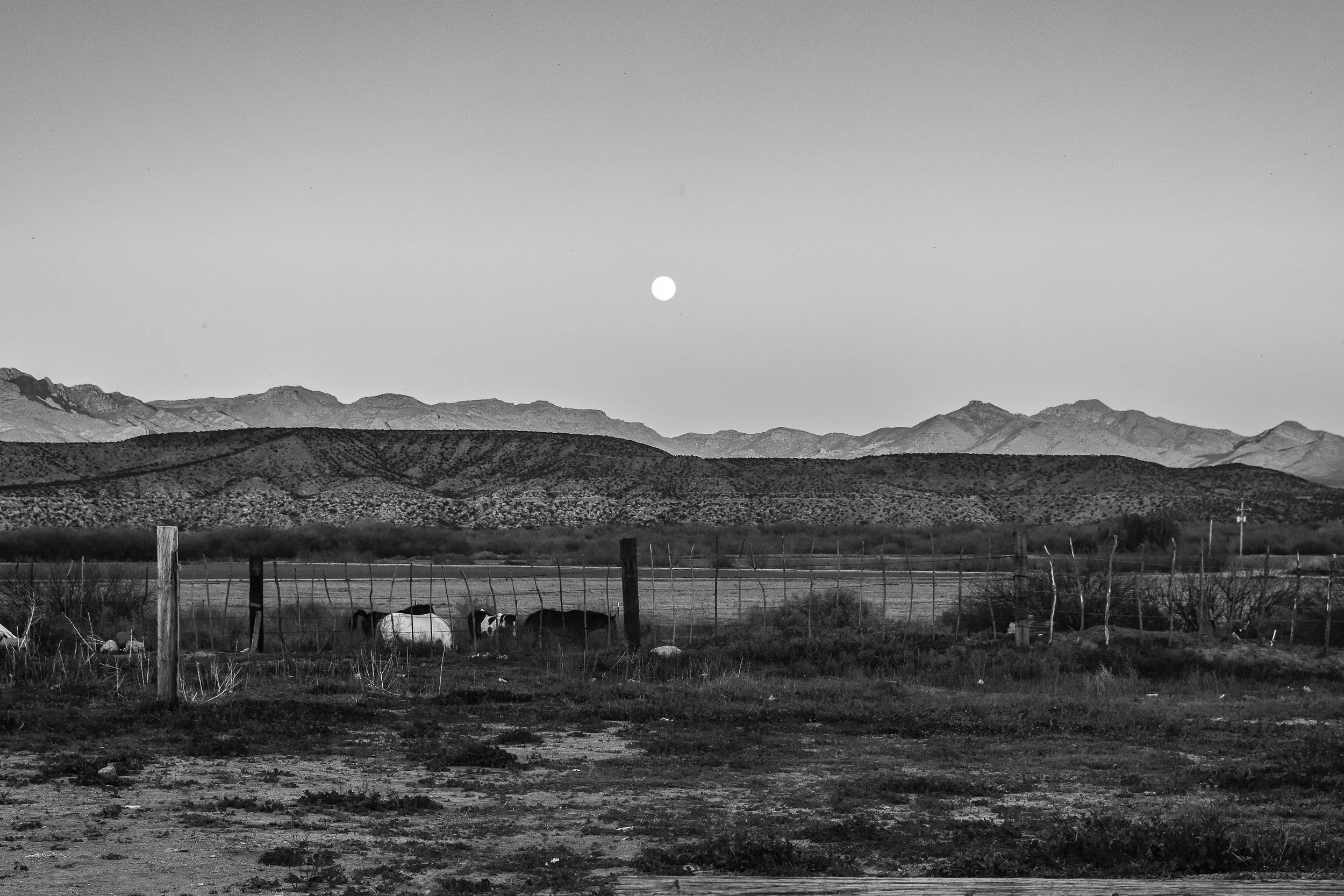 DSC_0733.jpg