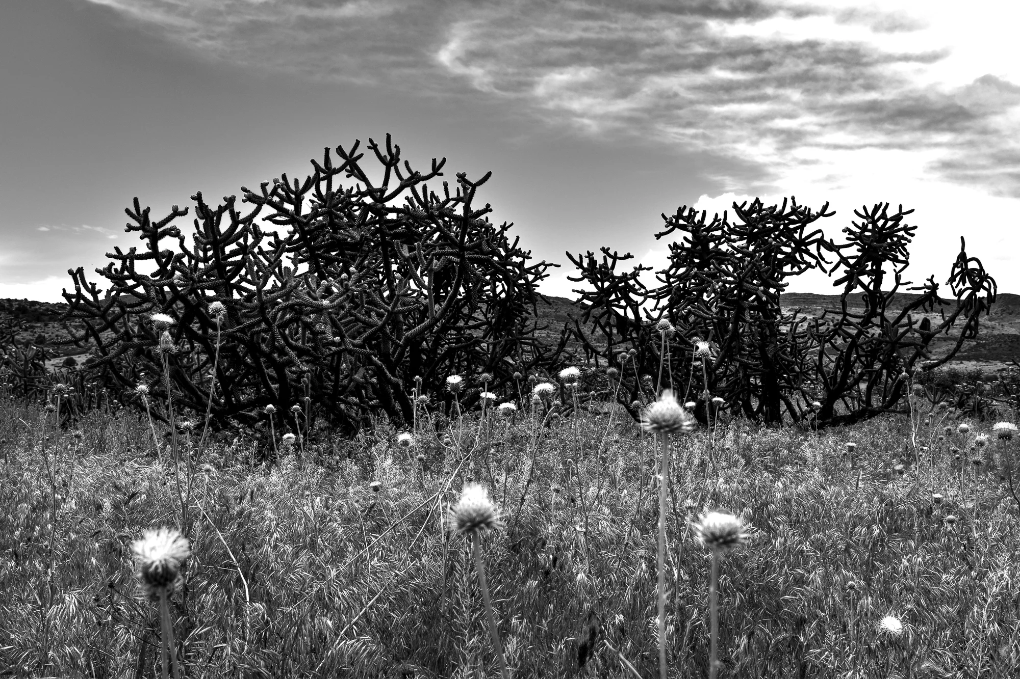 DSC_0480-2.jpg