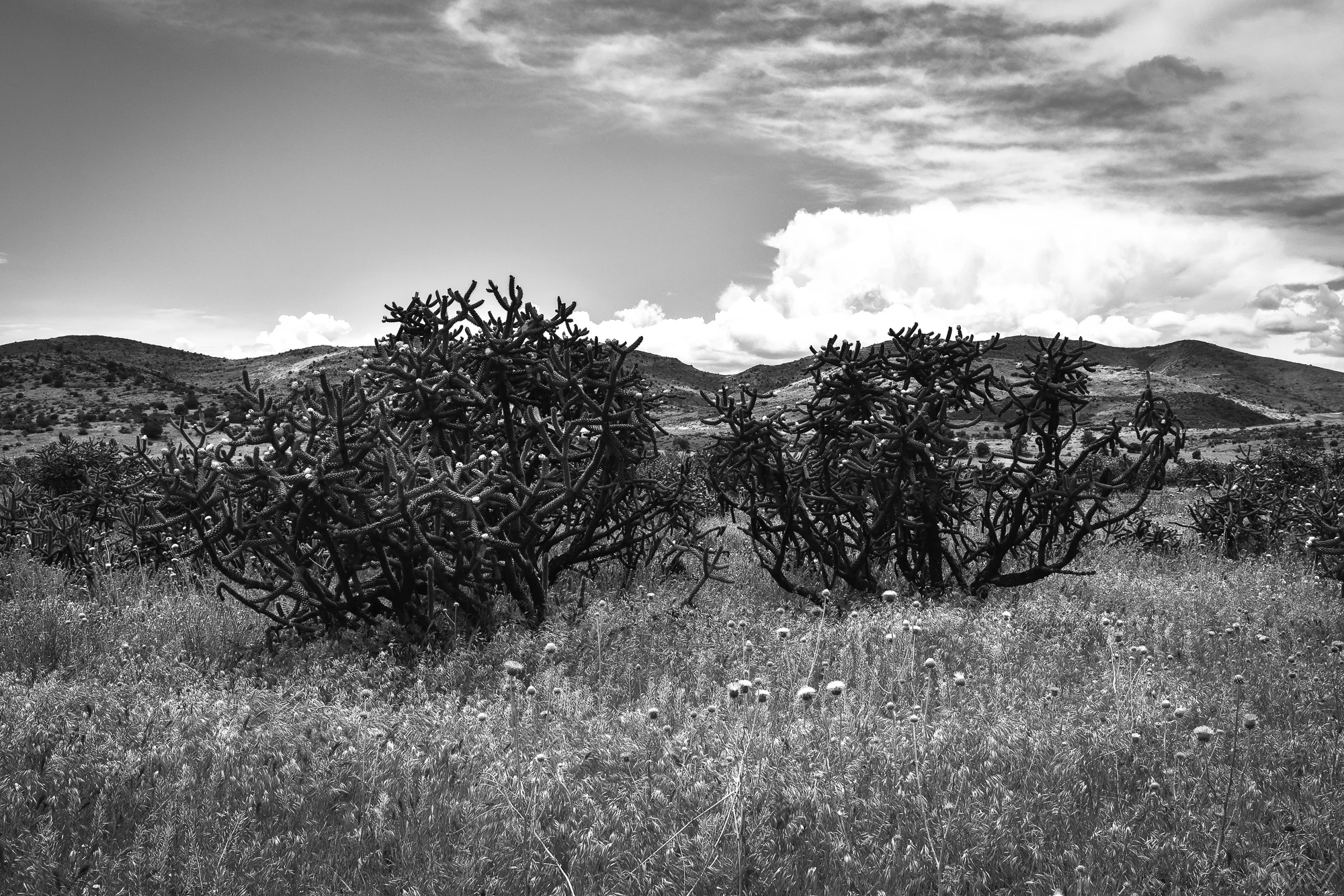 DSC_0479.jpg