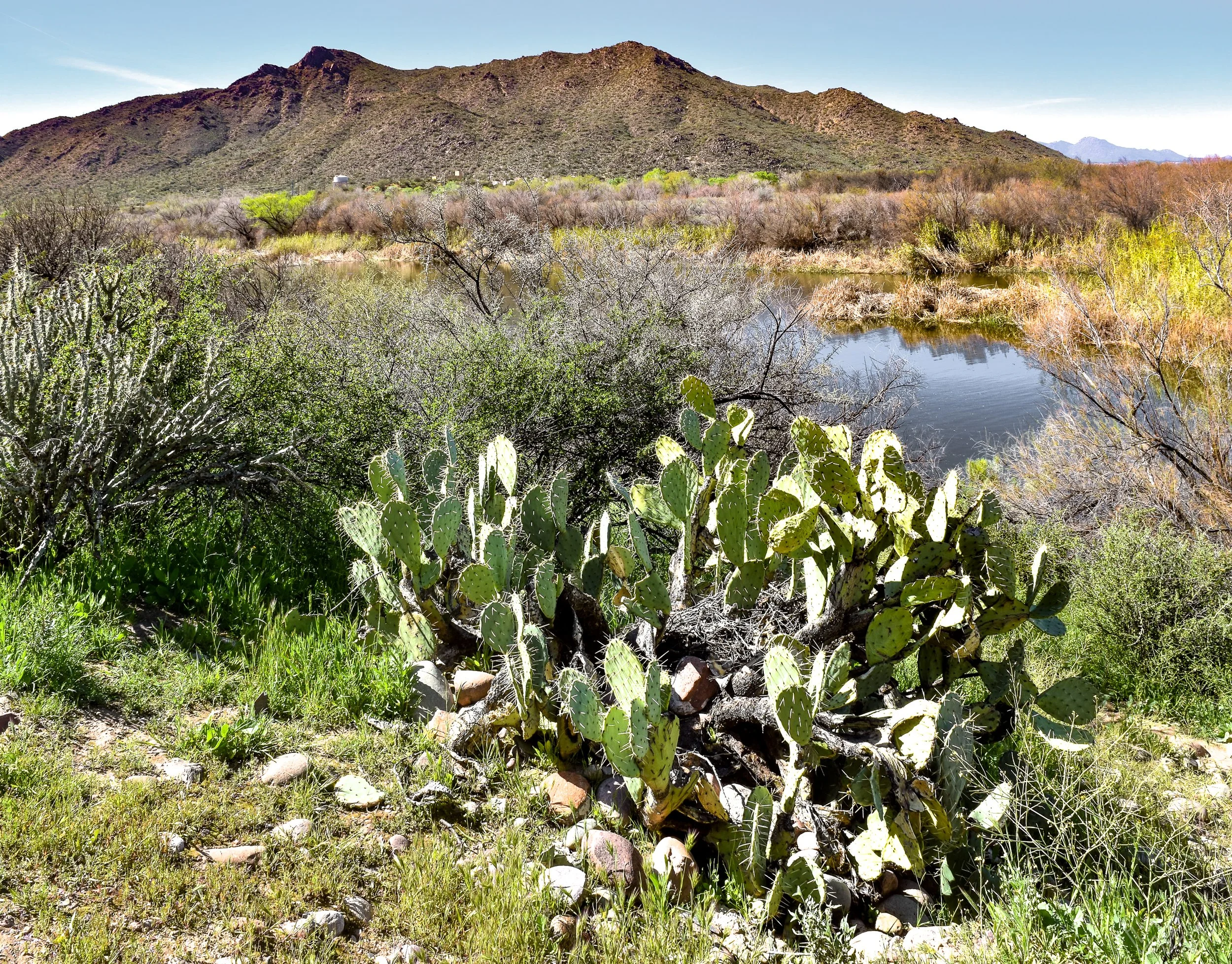 Desert landscape with cacti, shrubs, a water body, and a mountain in the background under a clear blue sky.