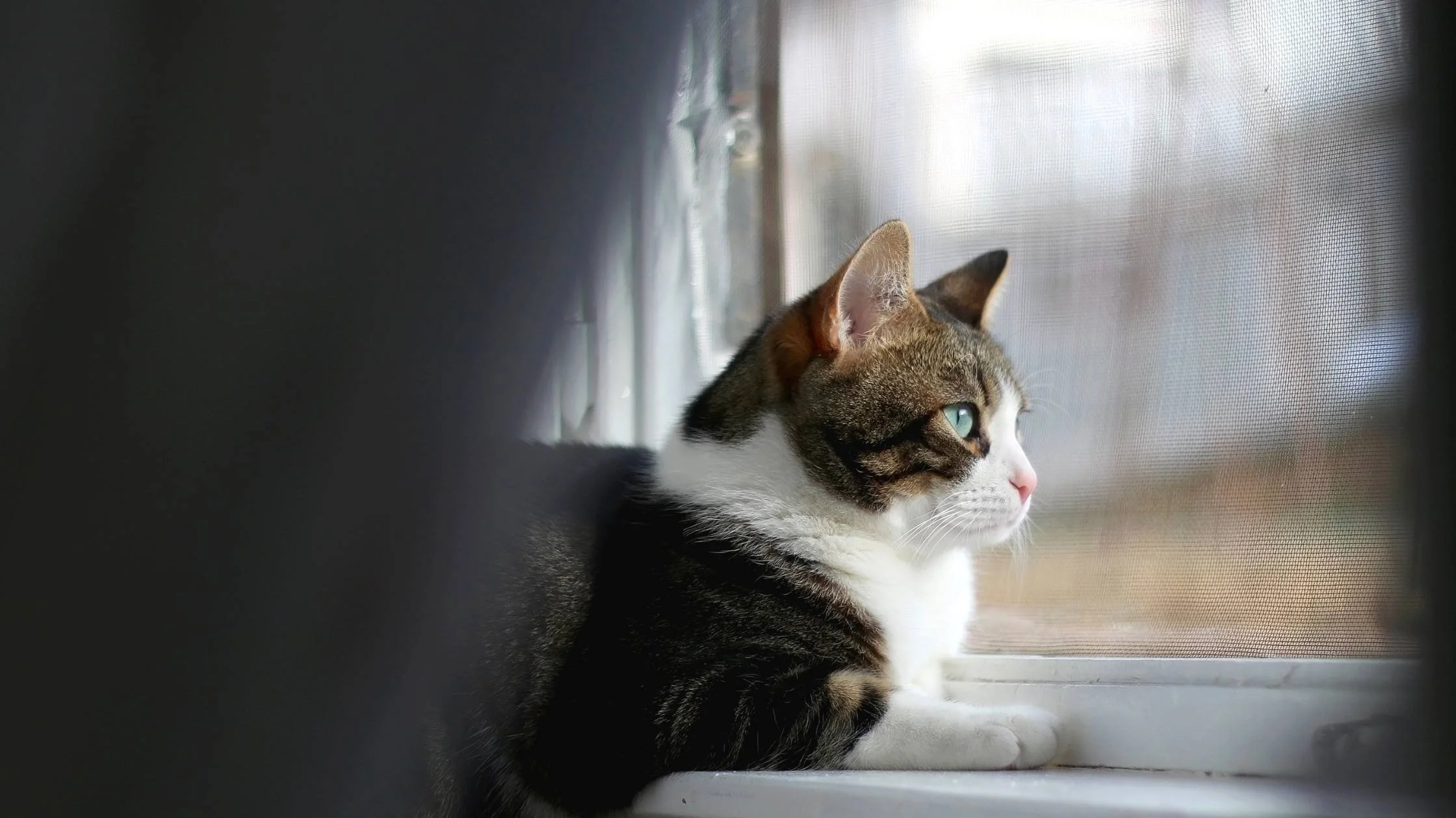 How To Keep Your Home Safe From Destructive Feline Behavior