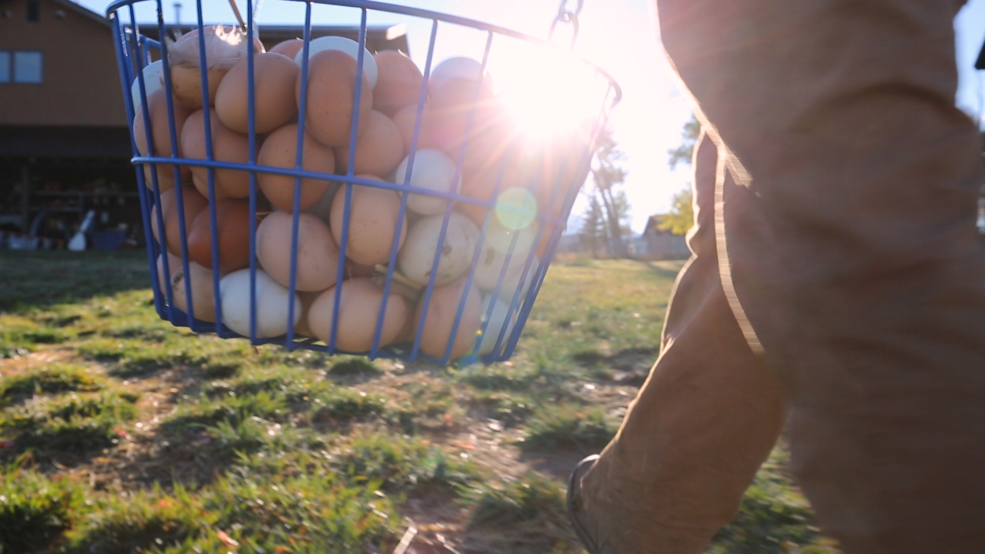 Eggs0.jpg