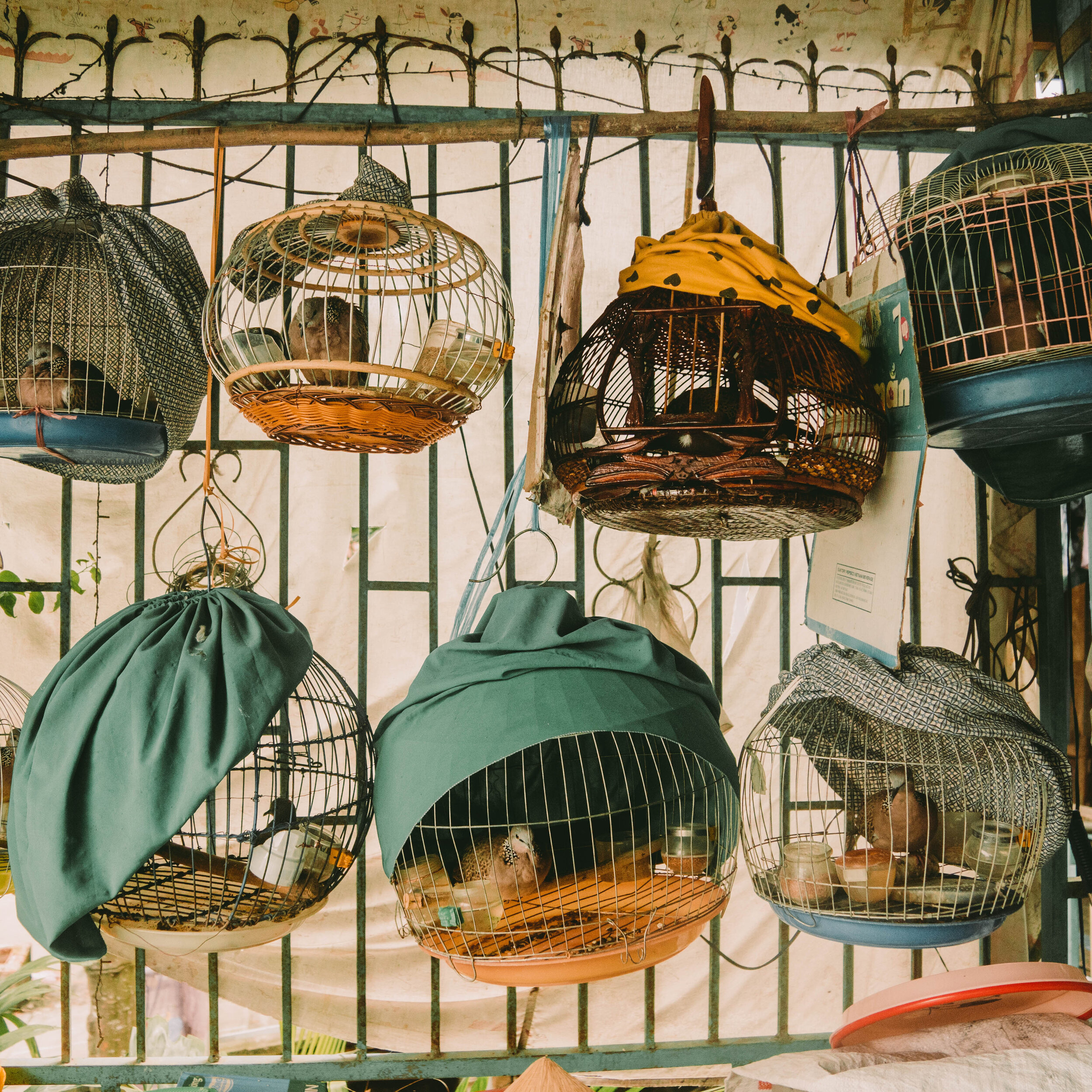 bird cages 8x8 print