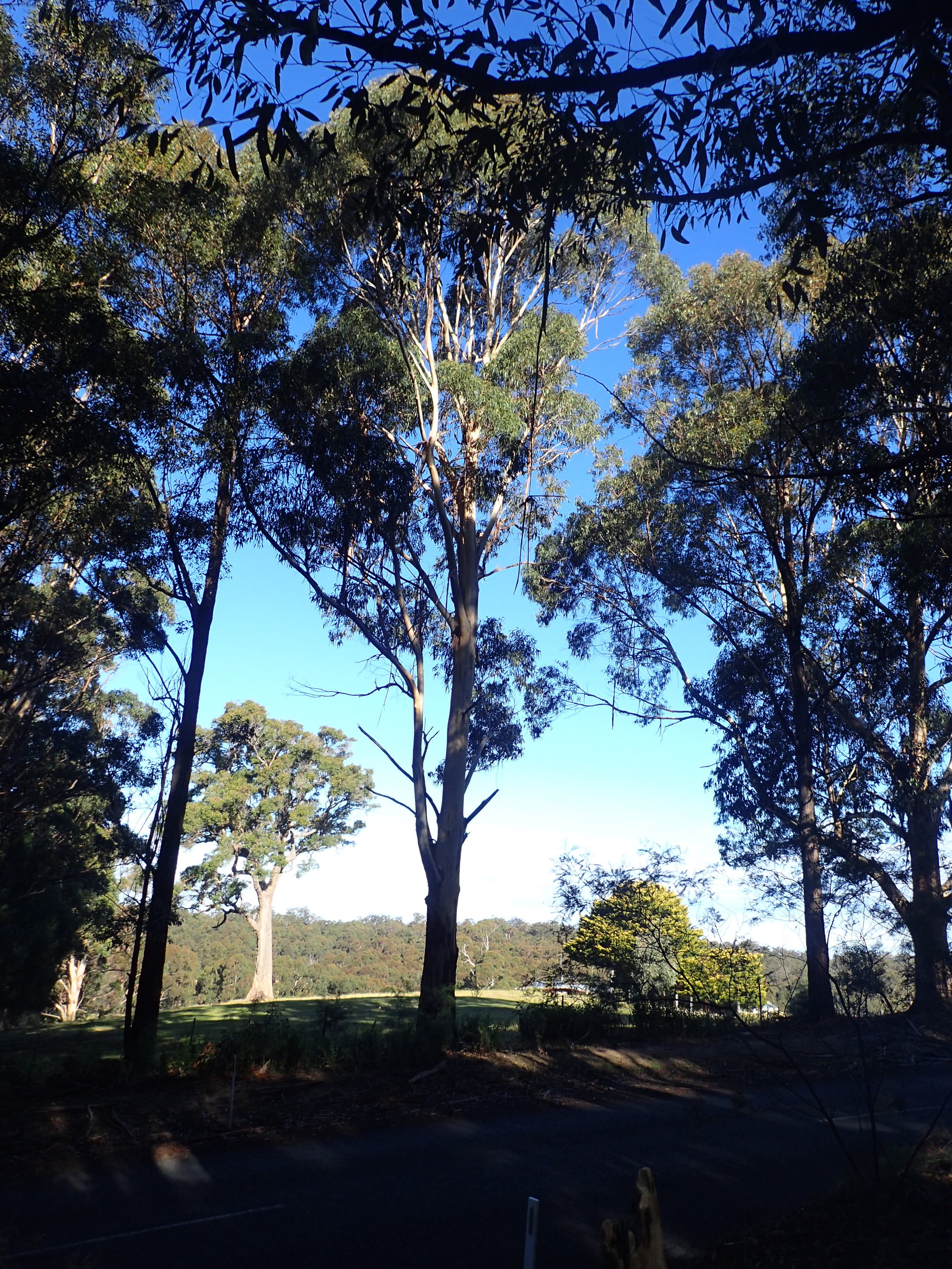 Vanity of trees scene.jpeg