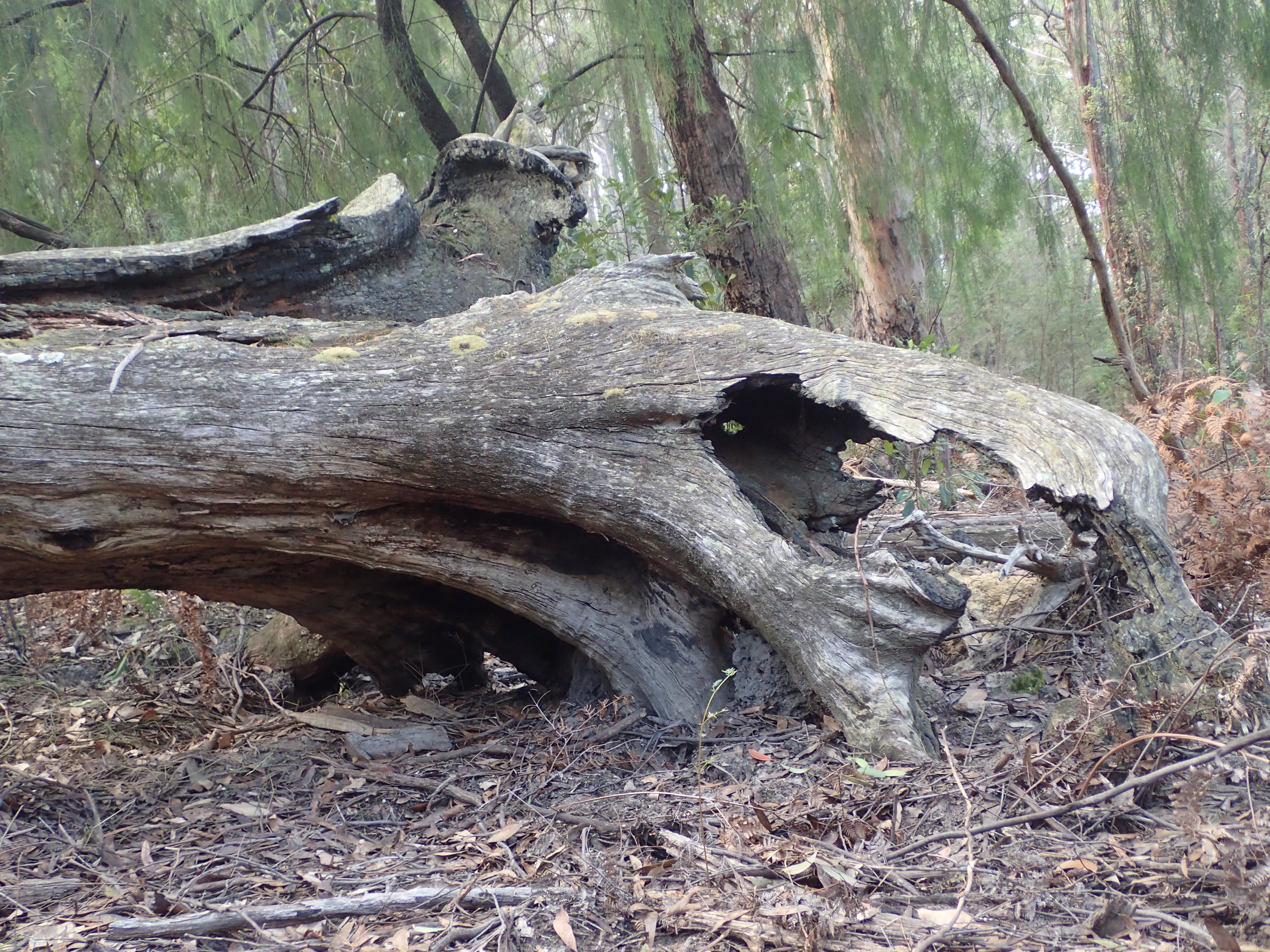 proud trunk.jpeg