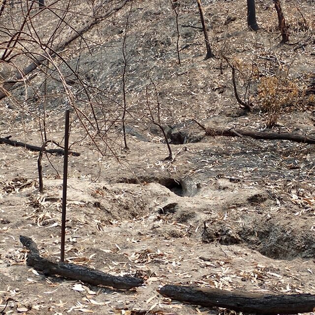 Wombat Home Uncovered by Fire