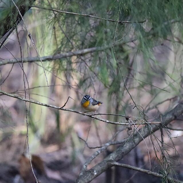 spotted a spotted pardalote