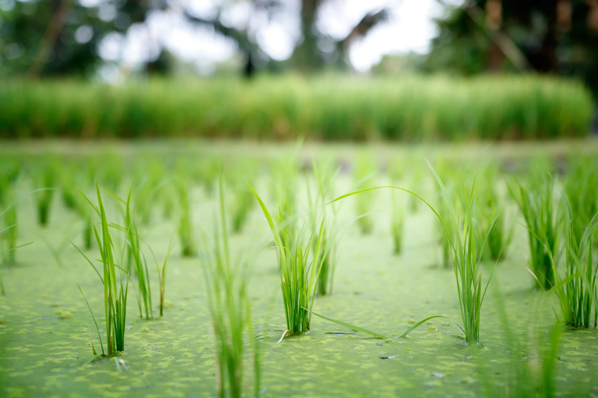rich soil and water.jpg
