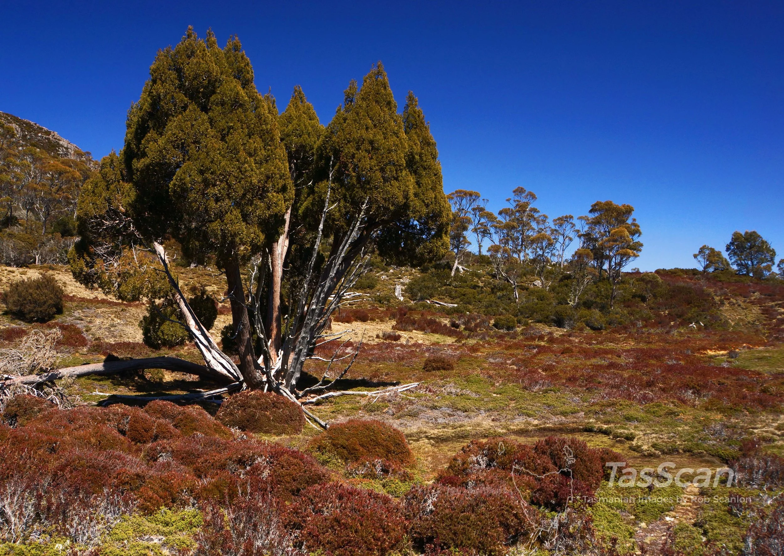 96 Pencil Pine Wild Dog’s Creek