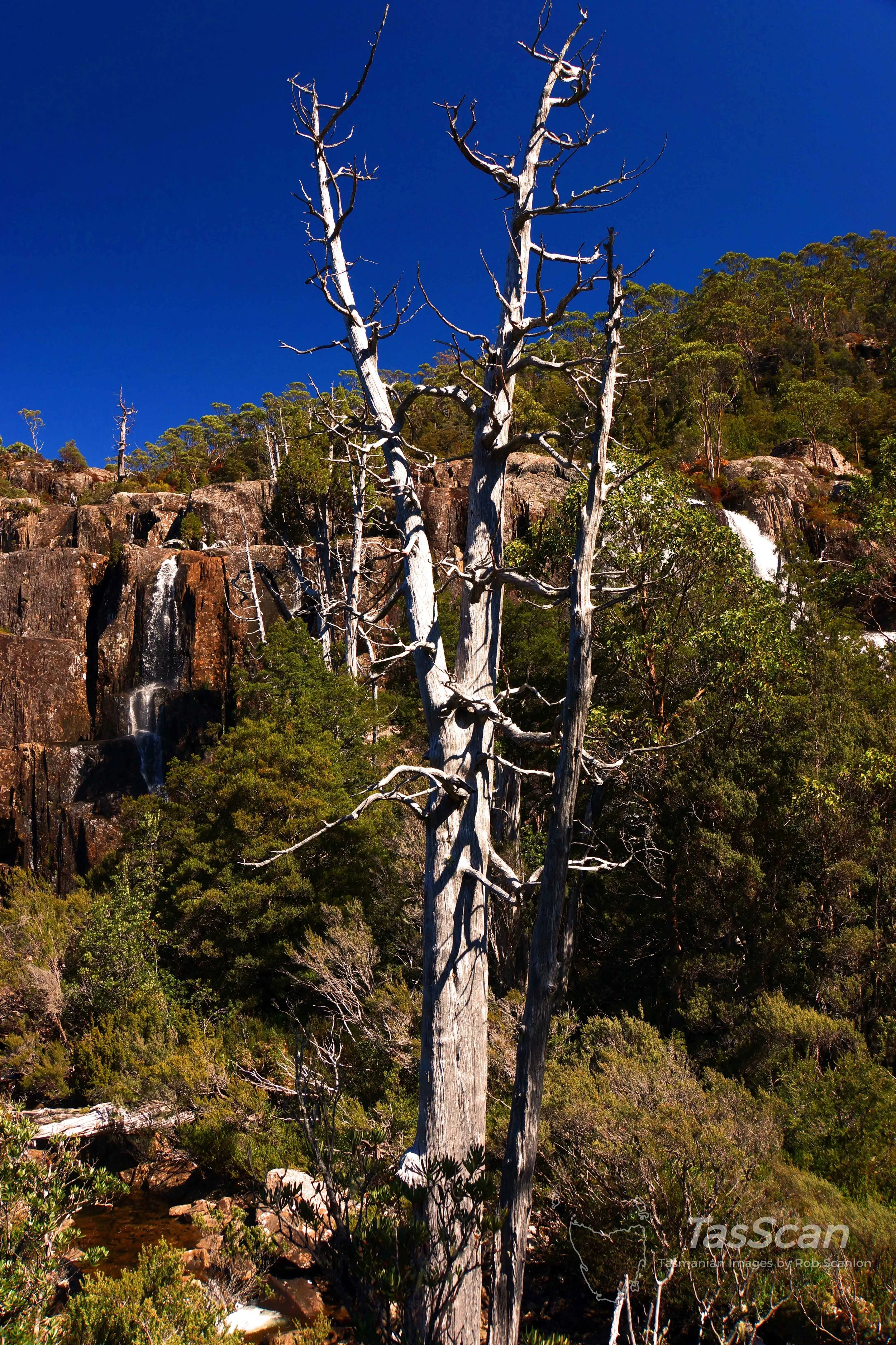 118 - Grail Falls Tree
