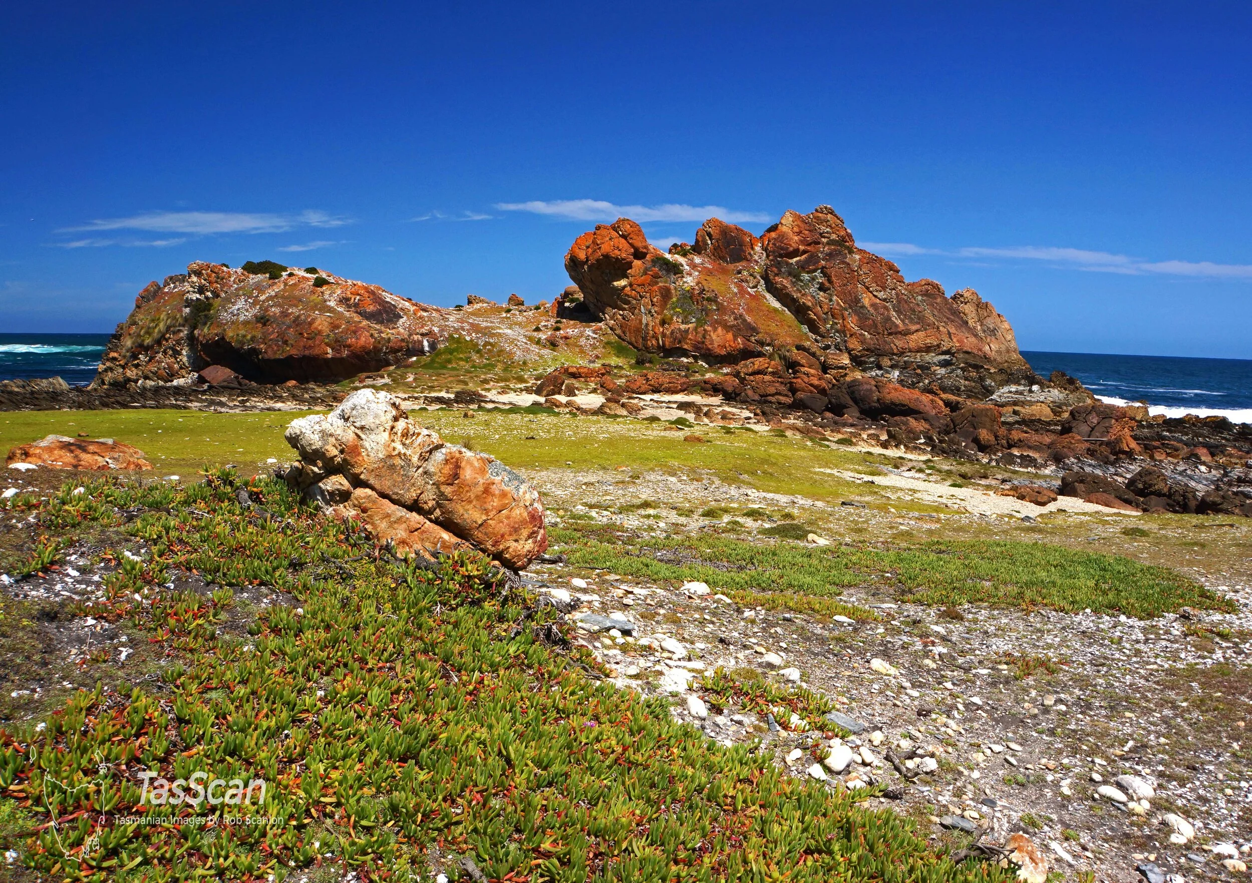 131 - Pig Face Tarkine Coast