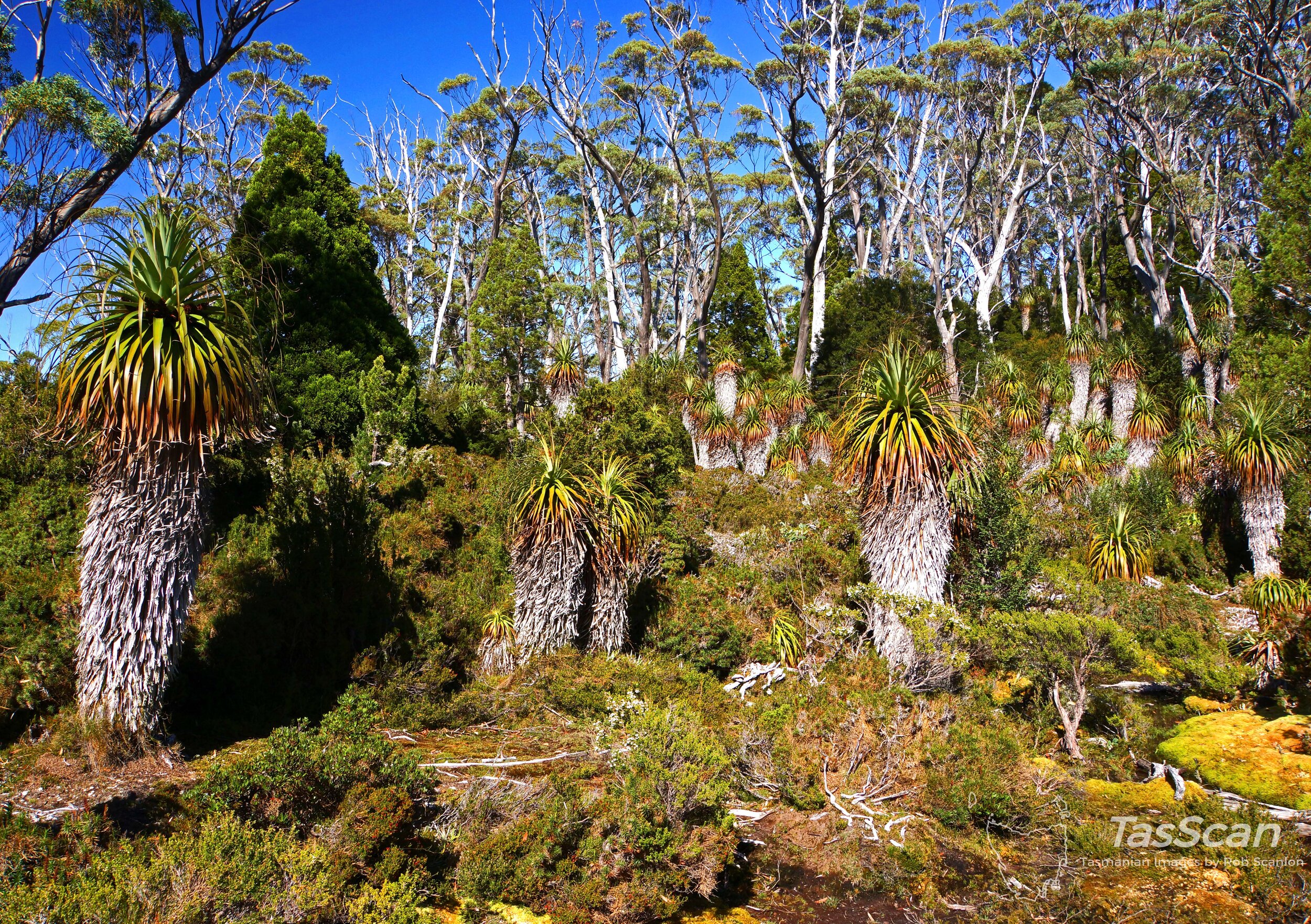 136 - Pandani Grove Acropolis