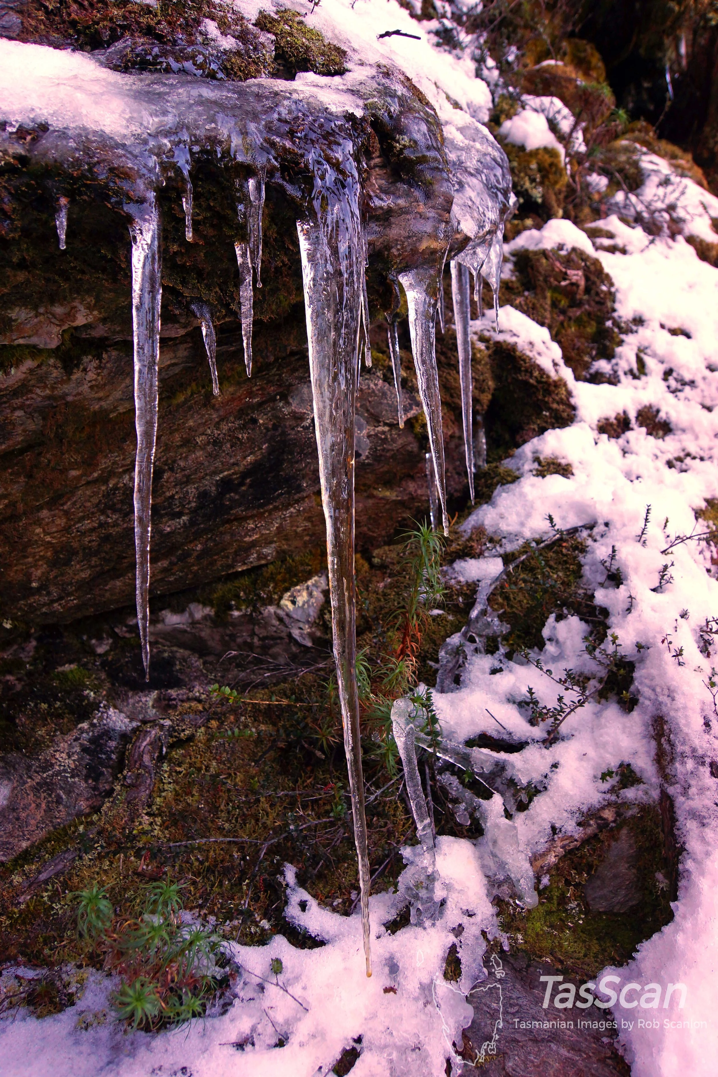 151 - Icicles Pencil Pine Track