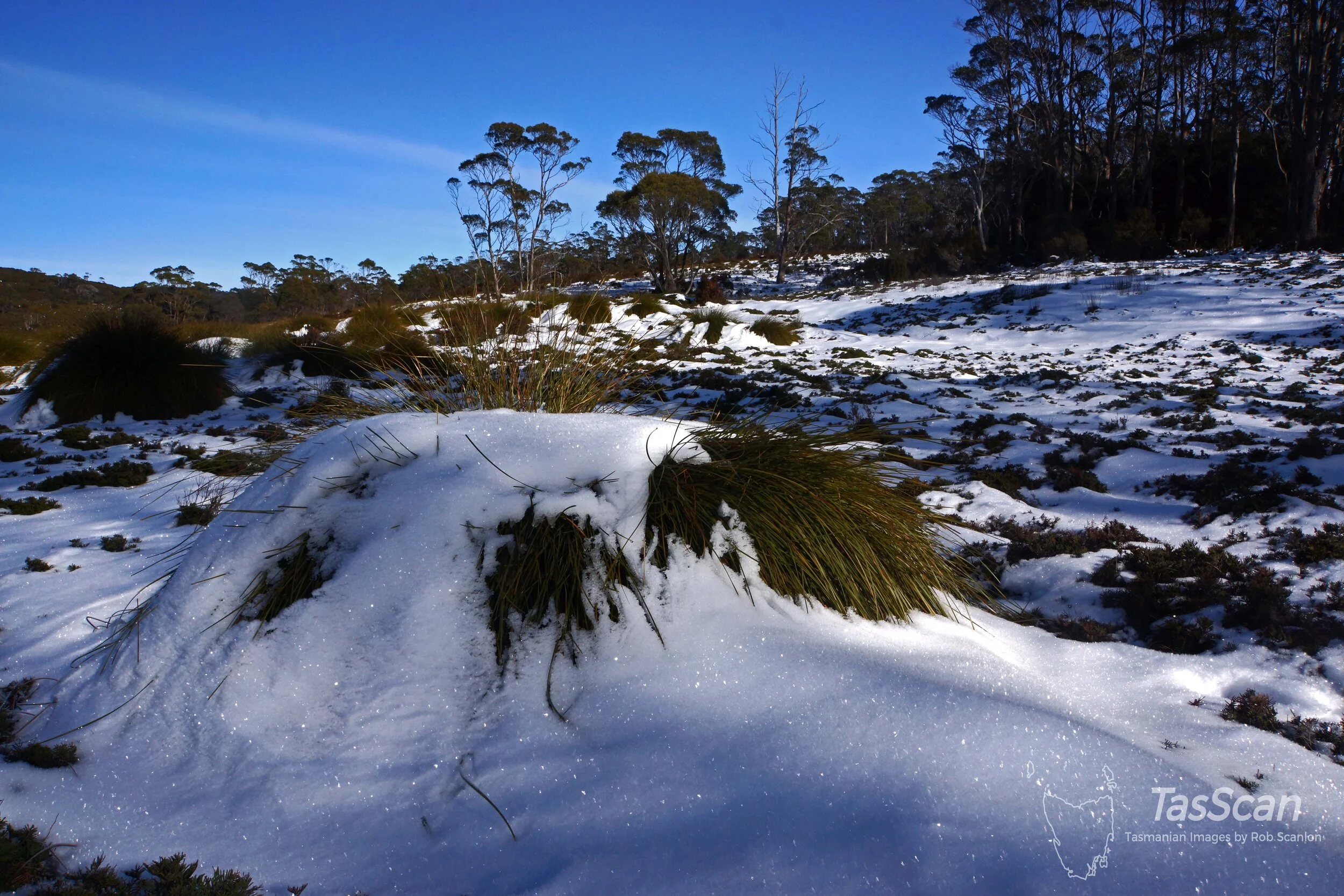 152 - Speeler Plain Fringe