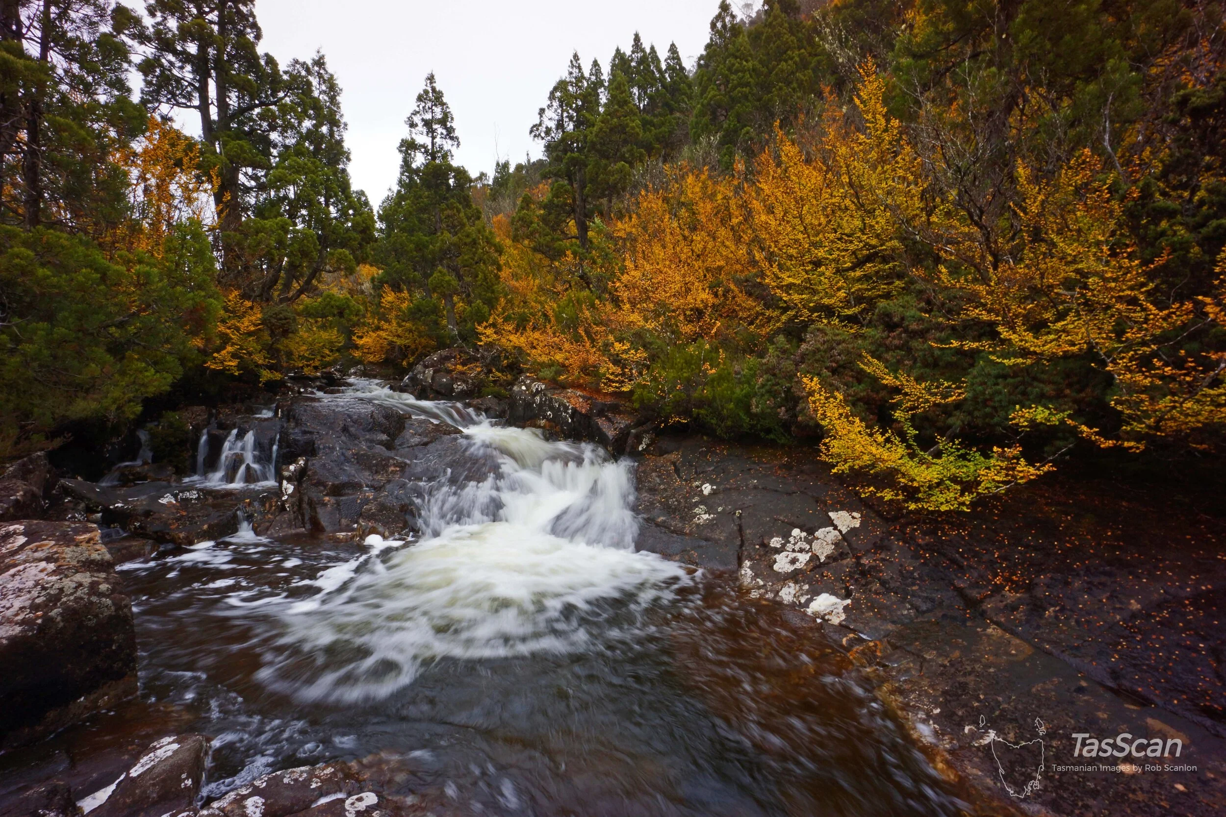 169 - Moses Creek Fagus