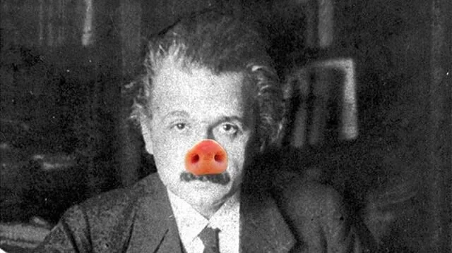 IT&rsquo;S THE WEEKEND LET&rsquo;S GET SILLY🐽but not too silly, keep following those social distancing guidelines so you don&rsquo;t end up like Albert here with your snout in the mud. That&rsquo;s the saying right?