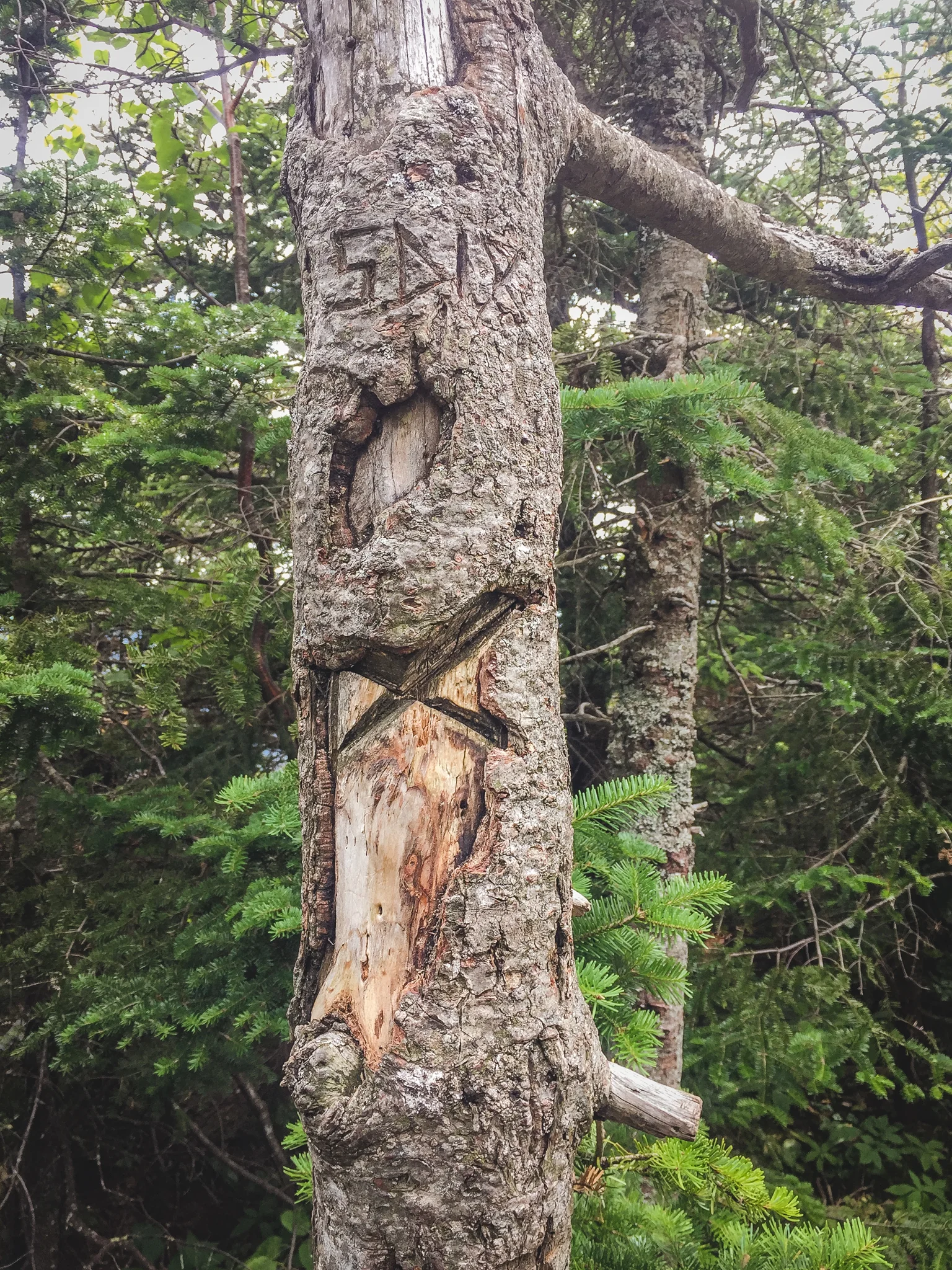 Tree carving signifying the summit of South Dix