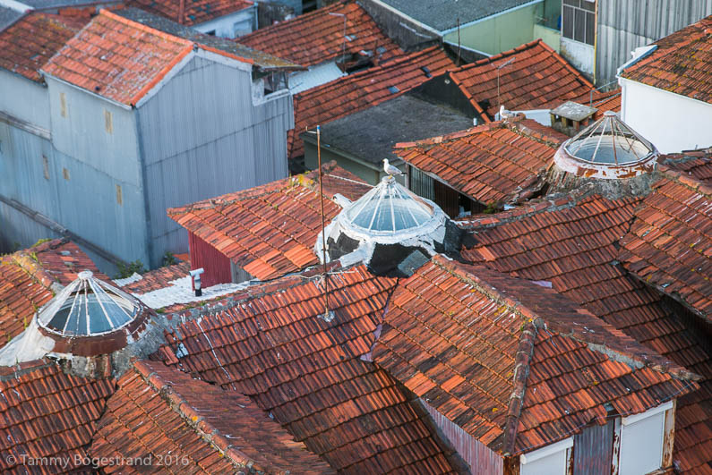 Roof-top-view-of-roof-tops_Porto_20160428.jpg