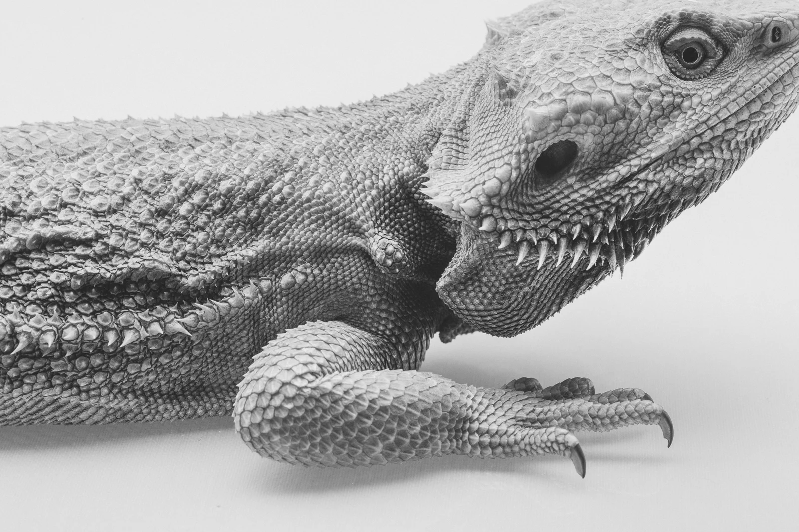 bearded-dragon