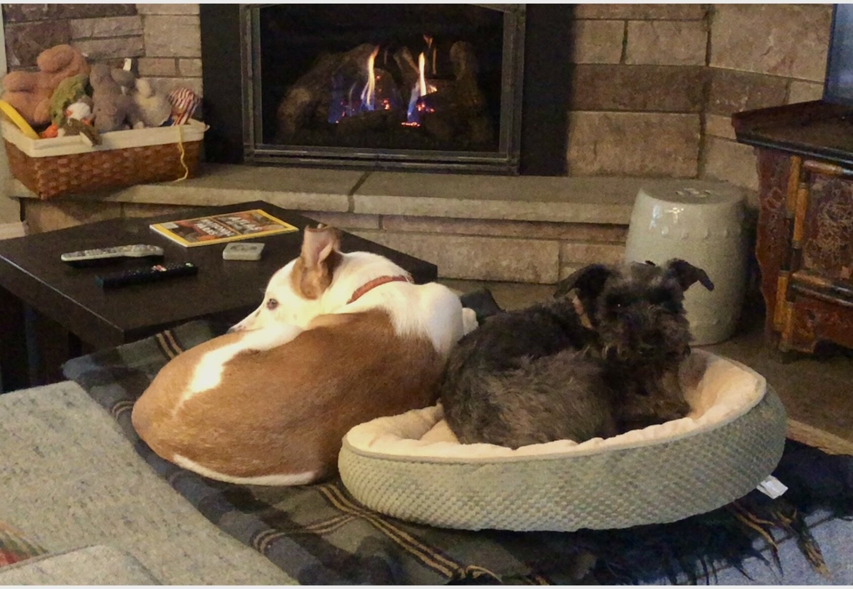 &quot;'Twas the day after Christmas and all through the house - not a creature was stirring, not even a DOG!&quot; 
Pepper and Kitty are all cuddled up for their long winter's nap after a wonderful holiday season. Their Teller Hill house collars make