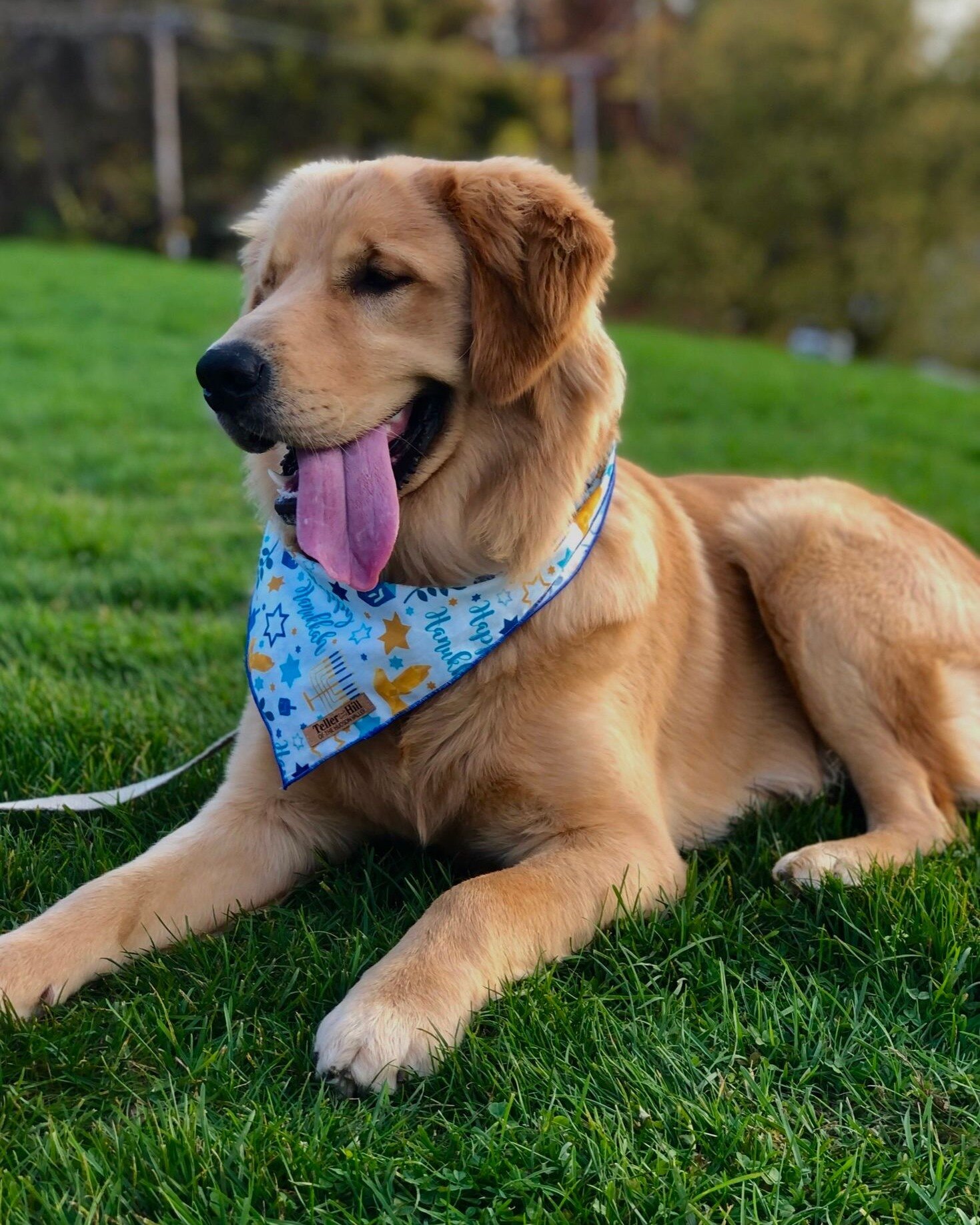 You can look as handsome as Cr&egrave;me Br&ucirc;l&eacute;e during your Hanukkah celebrations with one of our amazing Hanukkah accessories like our driedal bandana, Hanukkah bandana, or even our Matzo collar! Order now at the link in our bio! To get