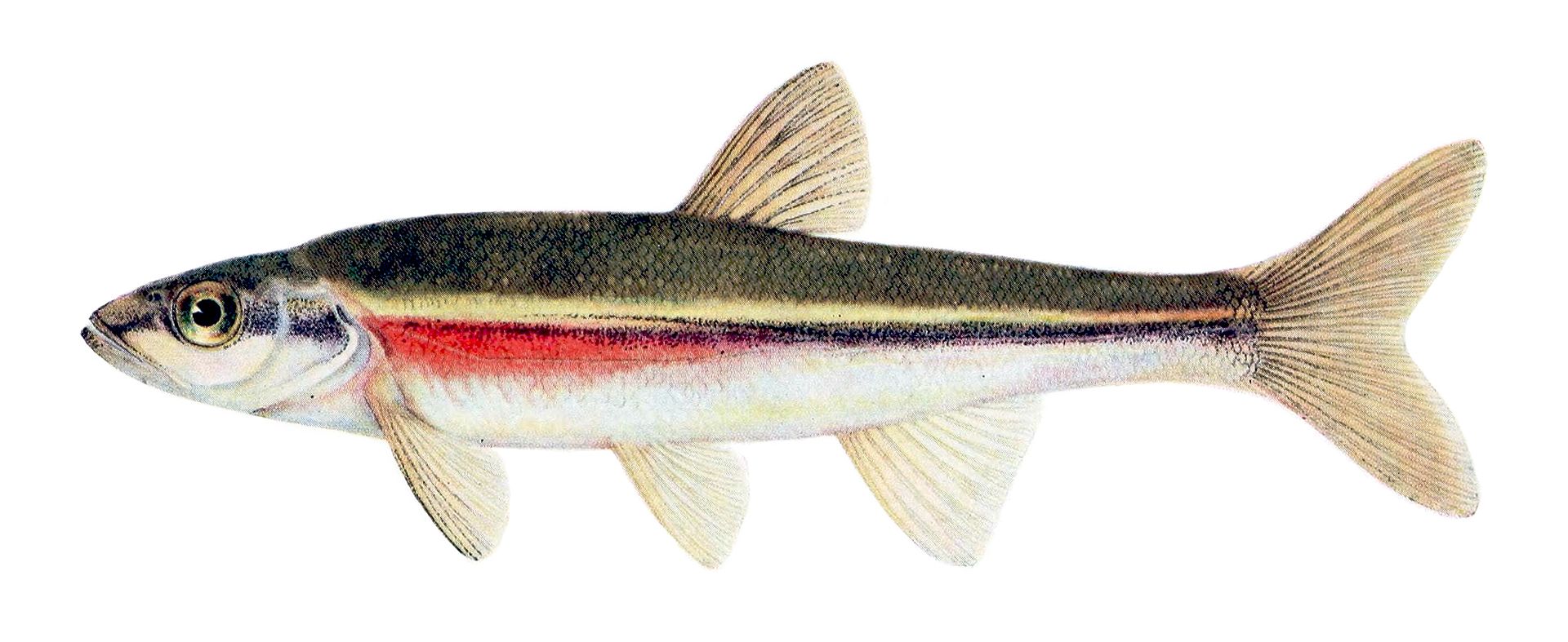 Redside Dace 